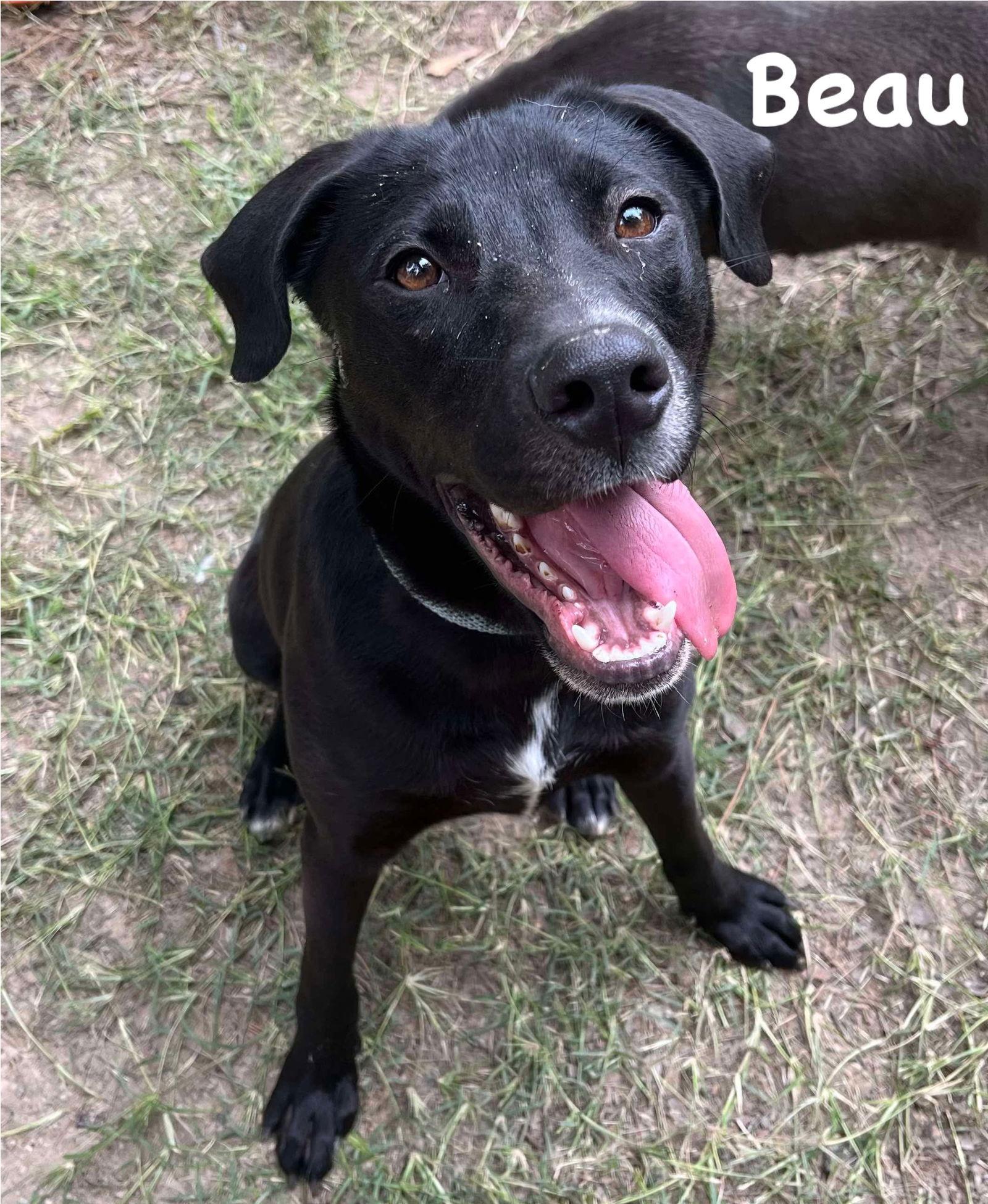 Beau, Adopted, Young Male Labrador Retriever.