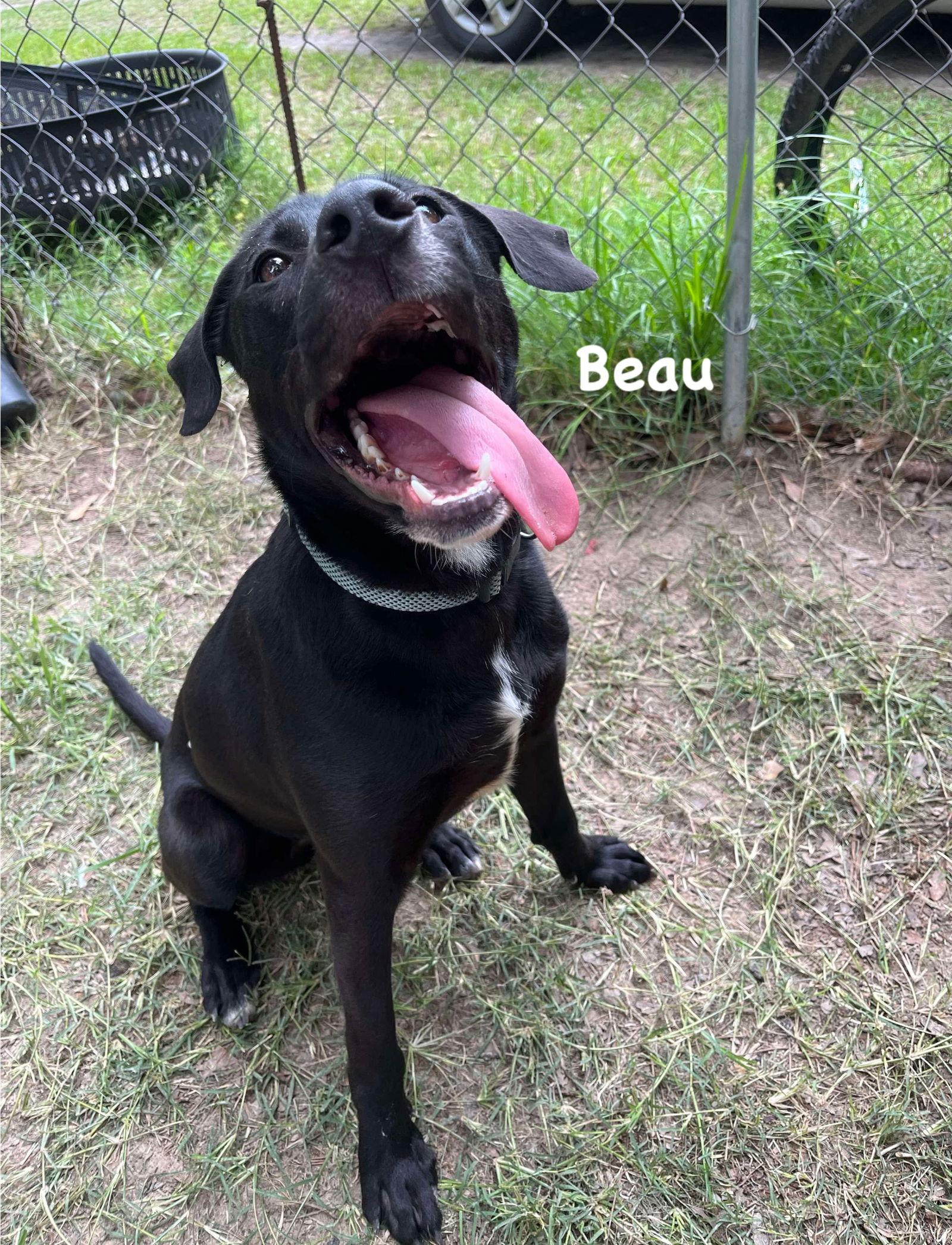 Beau, a Adopted Labrador Retriever in Ridgefield, CT image 2/3