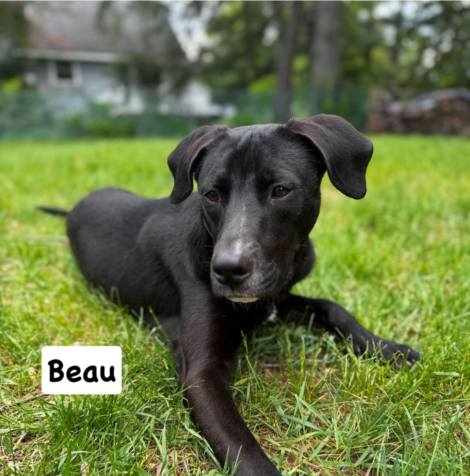 Beau, a Adopted Labrador Retriever in Ridgefield, CT image 3/3