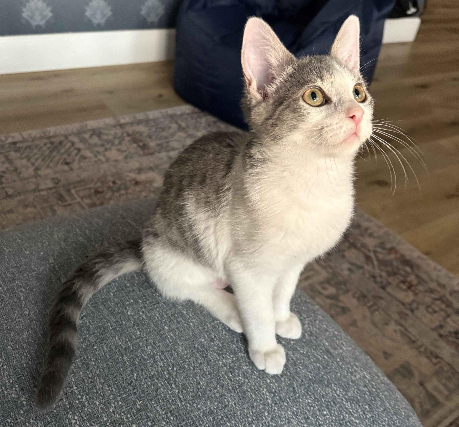 Enlarge Eilish, a Adoptable Domestic Short Hair in Seal Beach, CA image 1/3