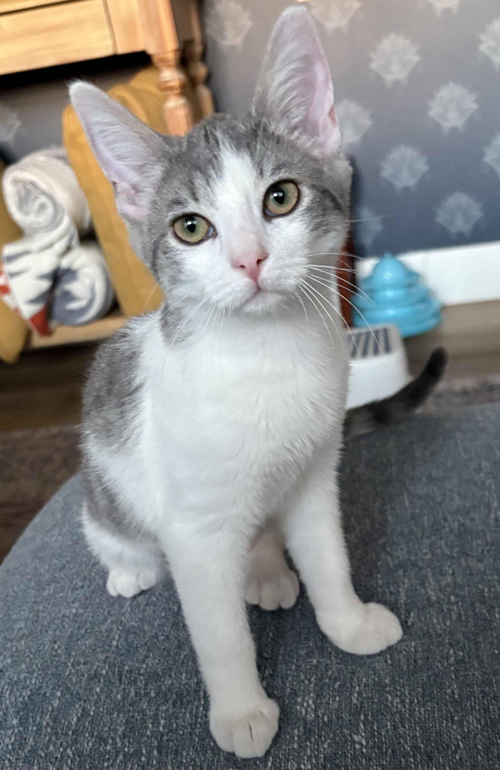 Enlarge Eilish, a Adoptable Domestic Short Hair in Seal Beach, CA image 2/3