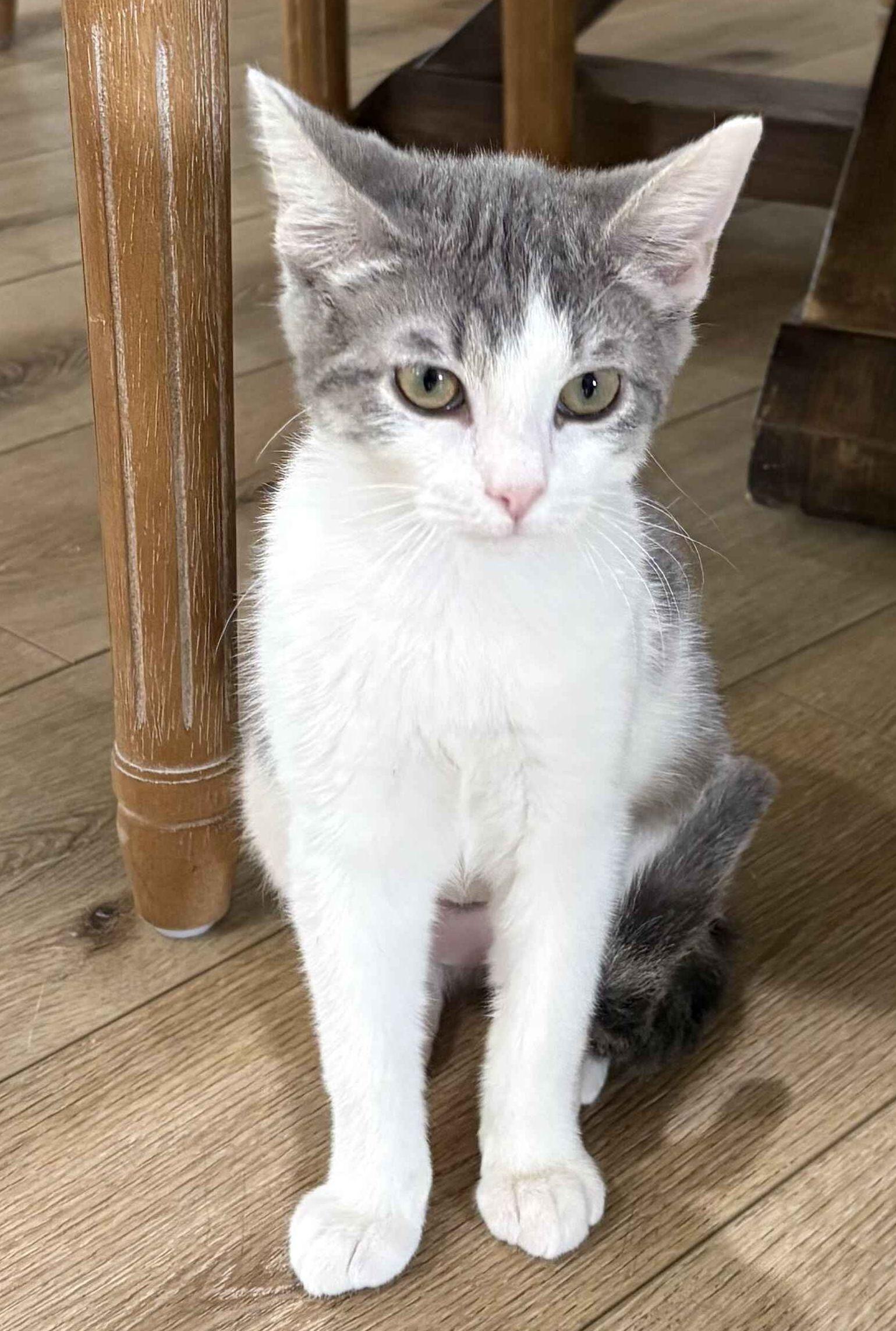 Enlarge Eilish, a Adoptable Domestic Short Hair in Seal Beach, CA image 3/3