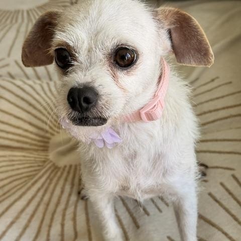 Enlarge Portia, a ADOPTABLE mixed breed in Redondo Beach, CA image 5/6