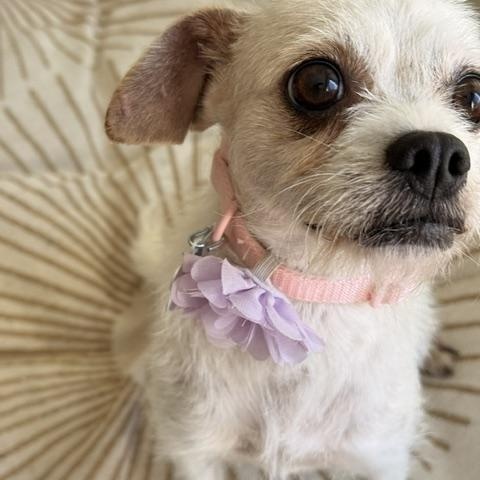 Enlarge Portia, a ADOPTABLE mixed breed in Redondo Beach, CA image 4/6