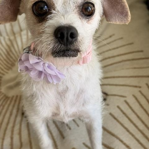 Enlarge Portia, a ADOPTABLE mixed breed in Redondo Beach, CA image 1/6