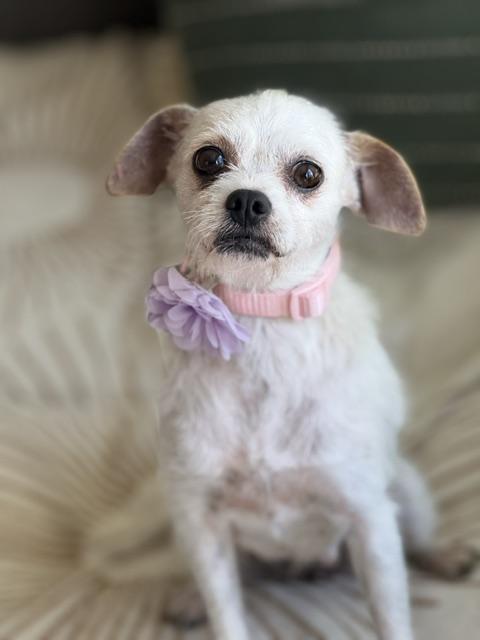 Enlarge Portia, a ADOPTABLE mixed breed in Redondo Beach, CA image 2/6