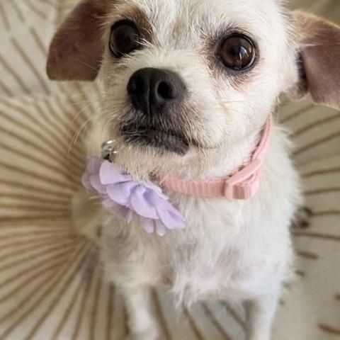 Enlarge Portia, a ADOPTABLE mixed breed in Redondo Beach, CA image 6/6