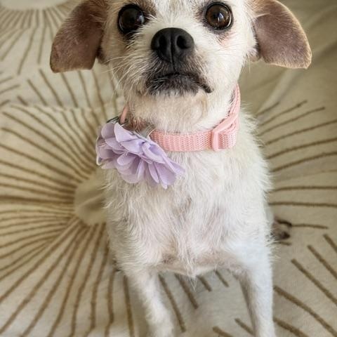 Enlarge Portia, a ADOPTABLE mixed breed in Redondo Beach, CA image 3/6