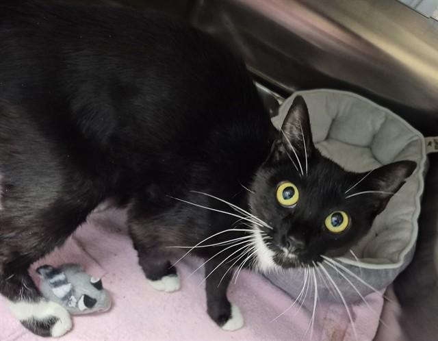 Enlarge WHISSLEE, a Adoptable Domestic Short Hair in Decatur, IL image 1/1