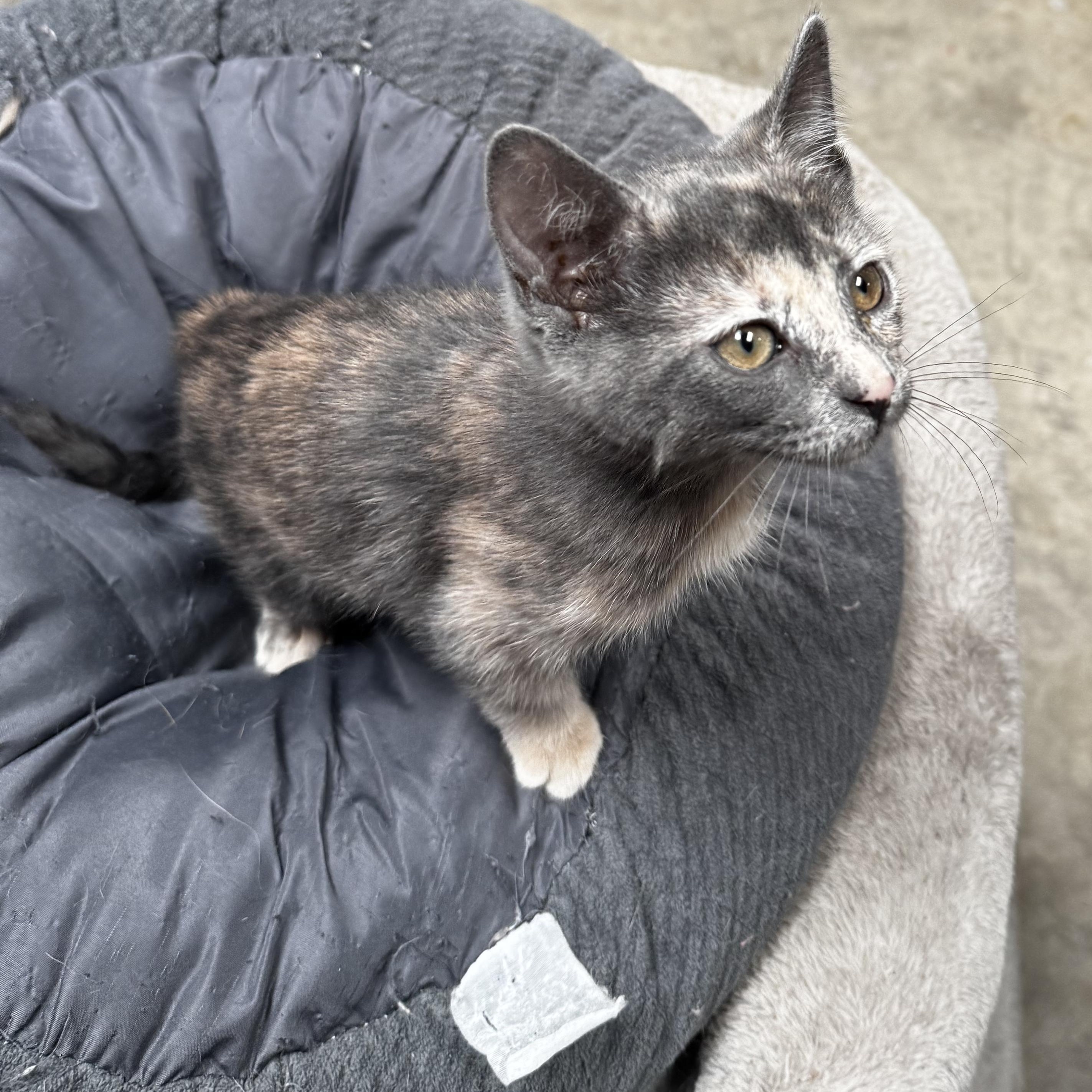 Prudence - Always wants to Play, a ADOPTABLE Dilute Tortoiseshell in Fountain Valley, CA image 3/3