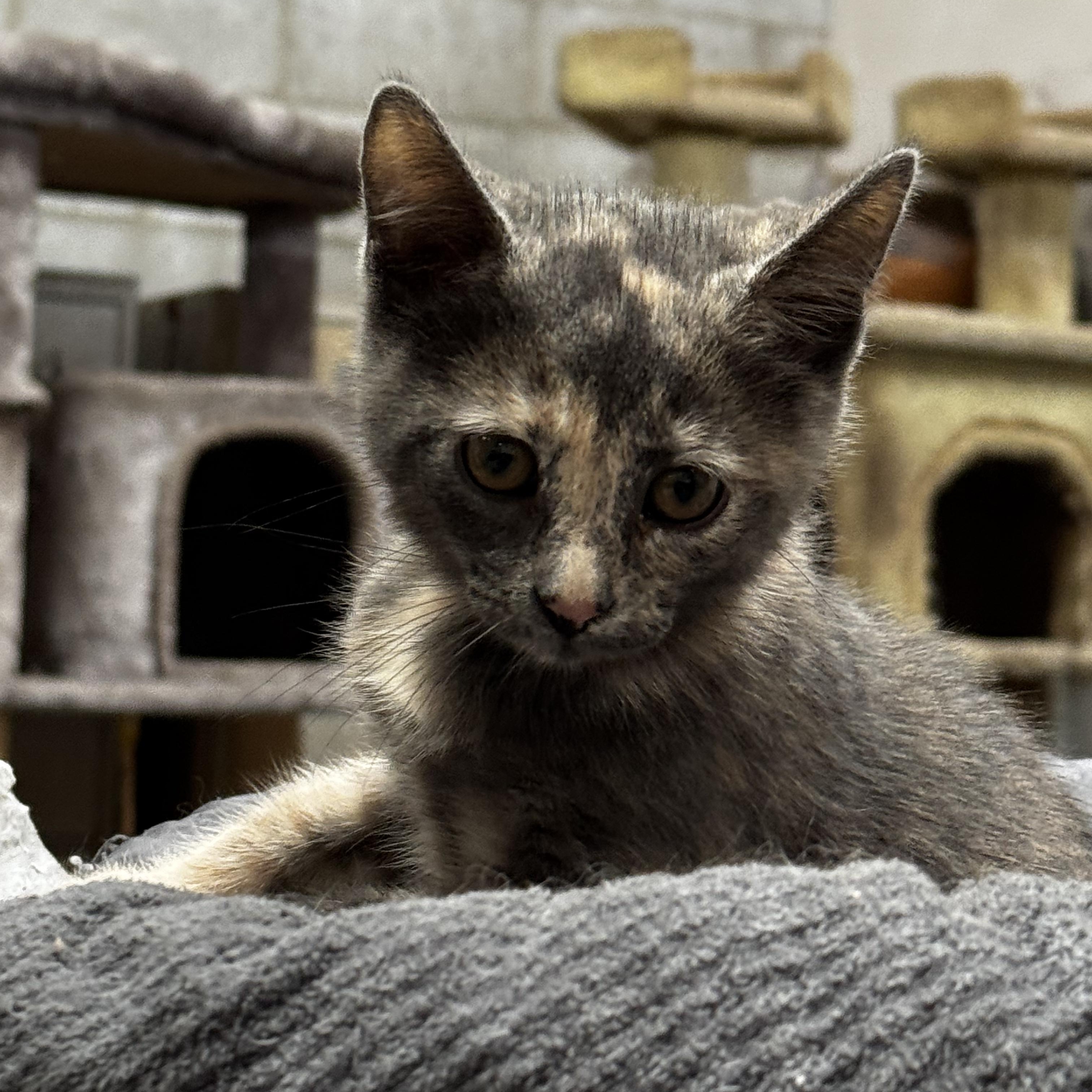 Prudence - Always wants to Play, a ADOPTABLE Dilute Tortoiseshell in Fountain Valley, CA image 1/3