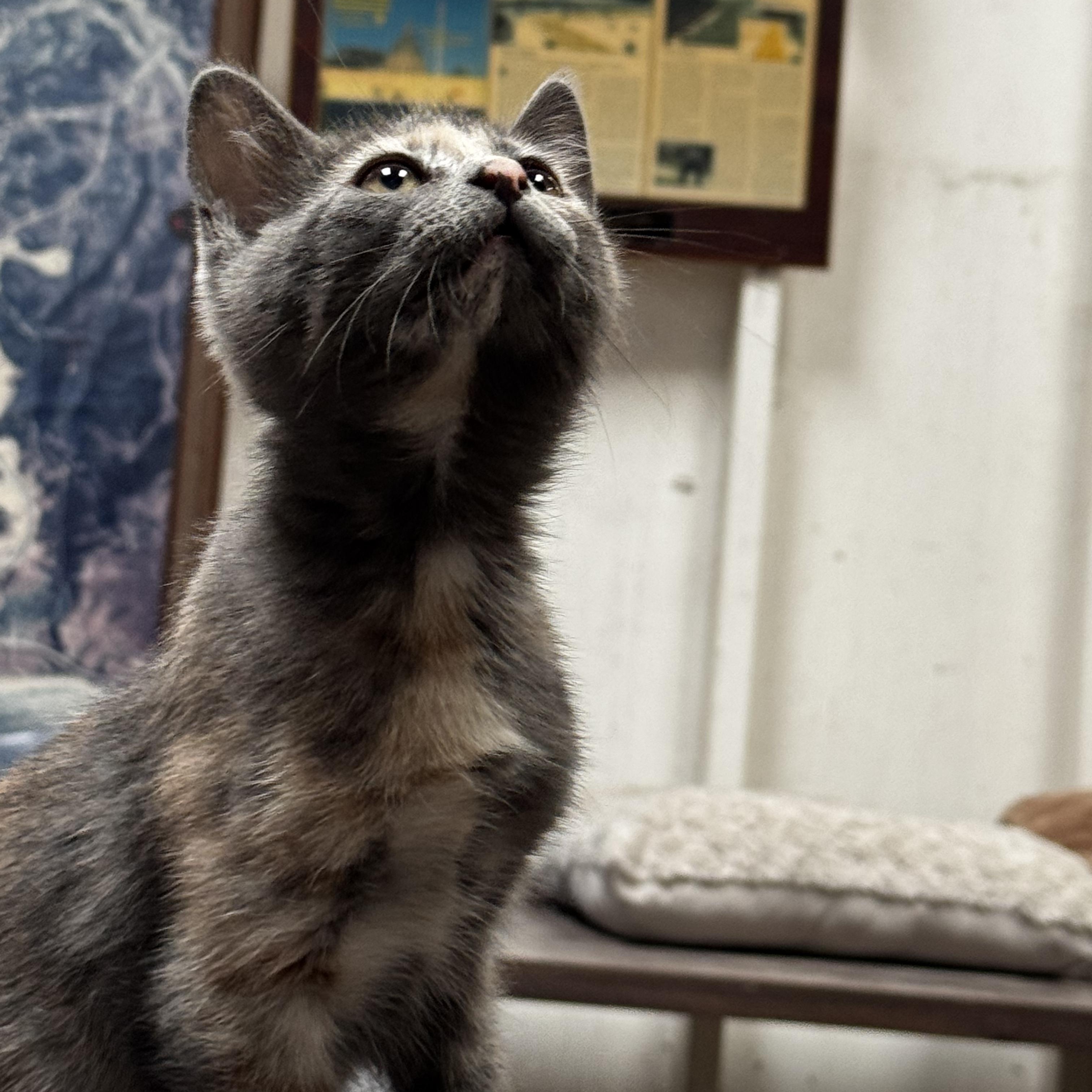 Prudence - Always wants to Play, a ADOPTABLE Dilute Tortoiseshell in Fountain Valley, CA image 2/3