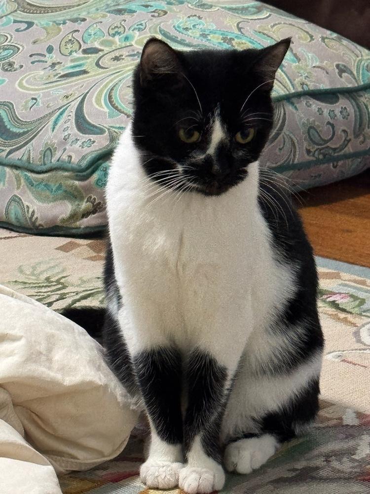 Boo, a Adoptable Domestic Short Hair in Kinston, NC image 3/3