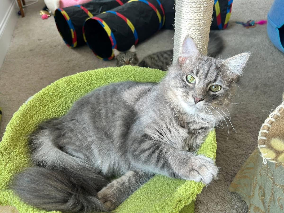 Enlarge Decker, a Adoptable mixed breed in Sanford, NC image 4/6