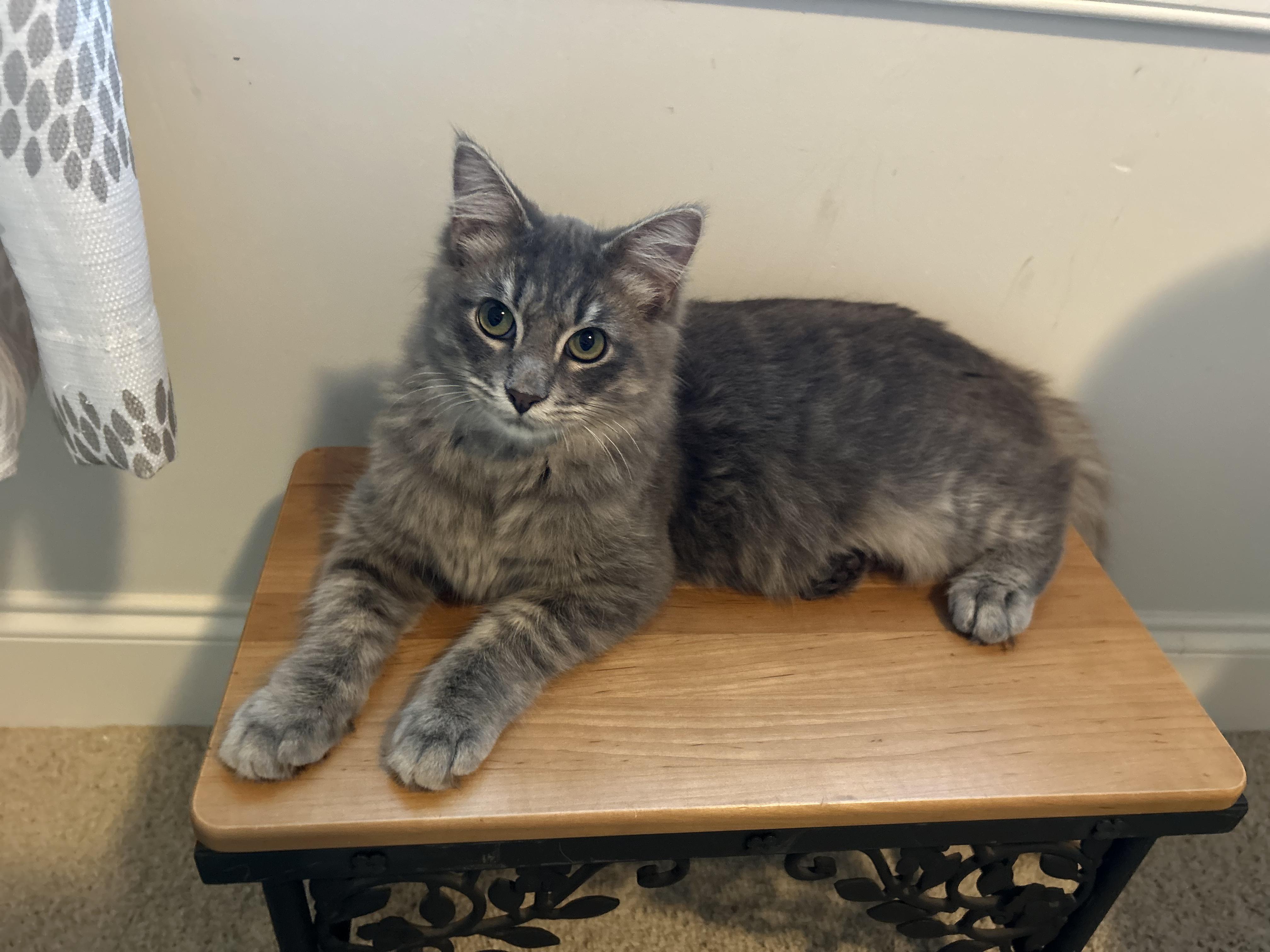 Decker, Adoptable, Young Male Tabby & Domestic Short Hair.