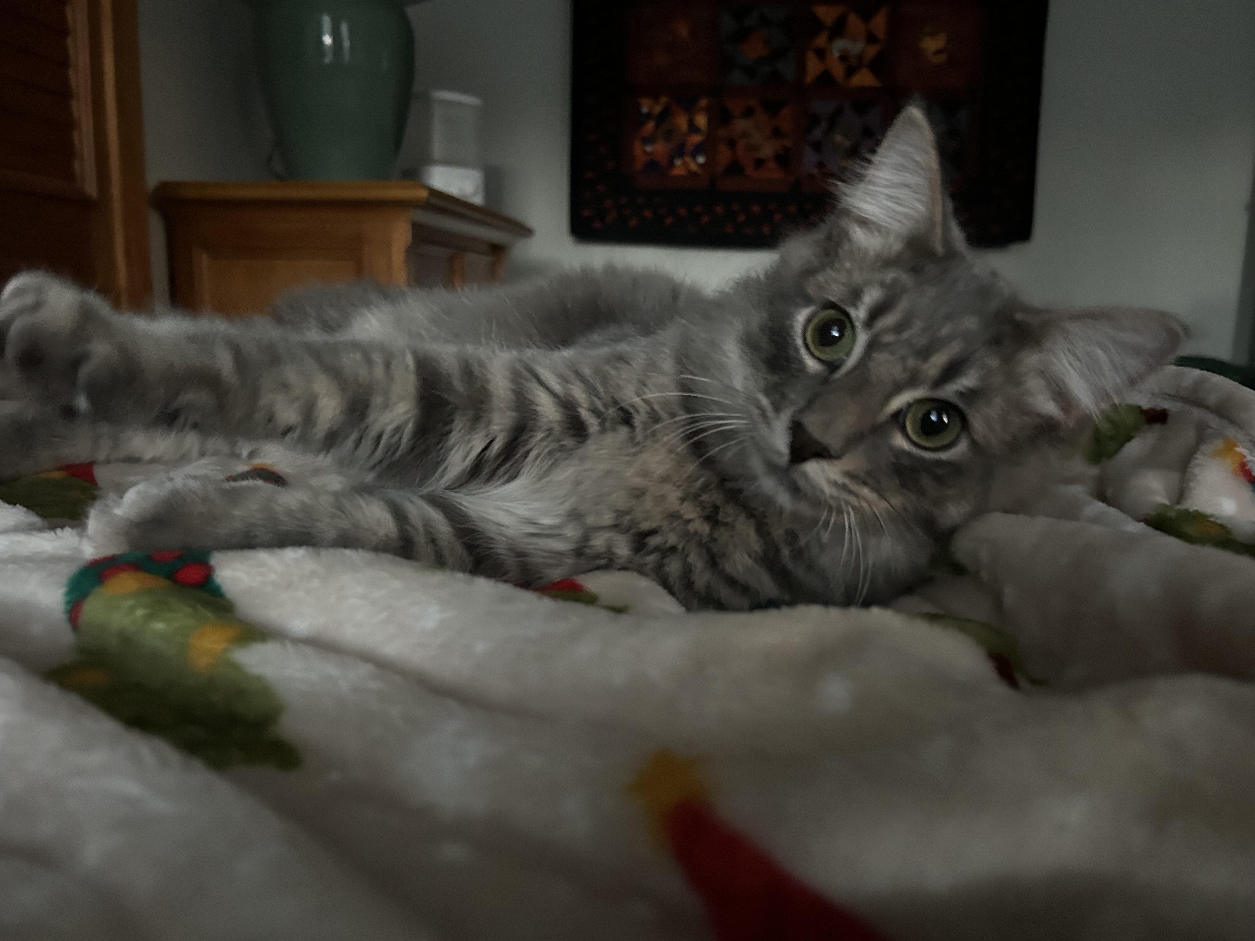 Enlarge Decker, a Adoptable mixed breed in Sanford, NC image 2/5