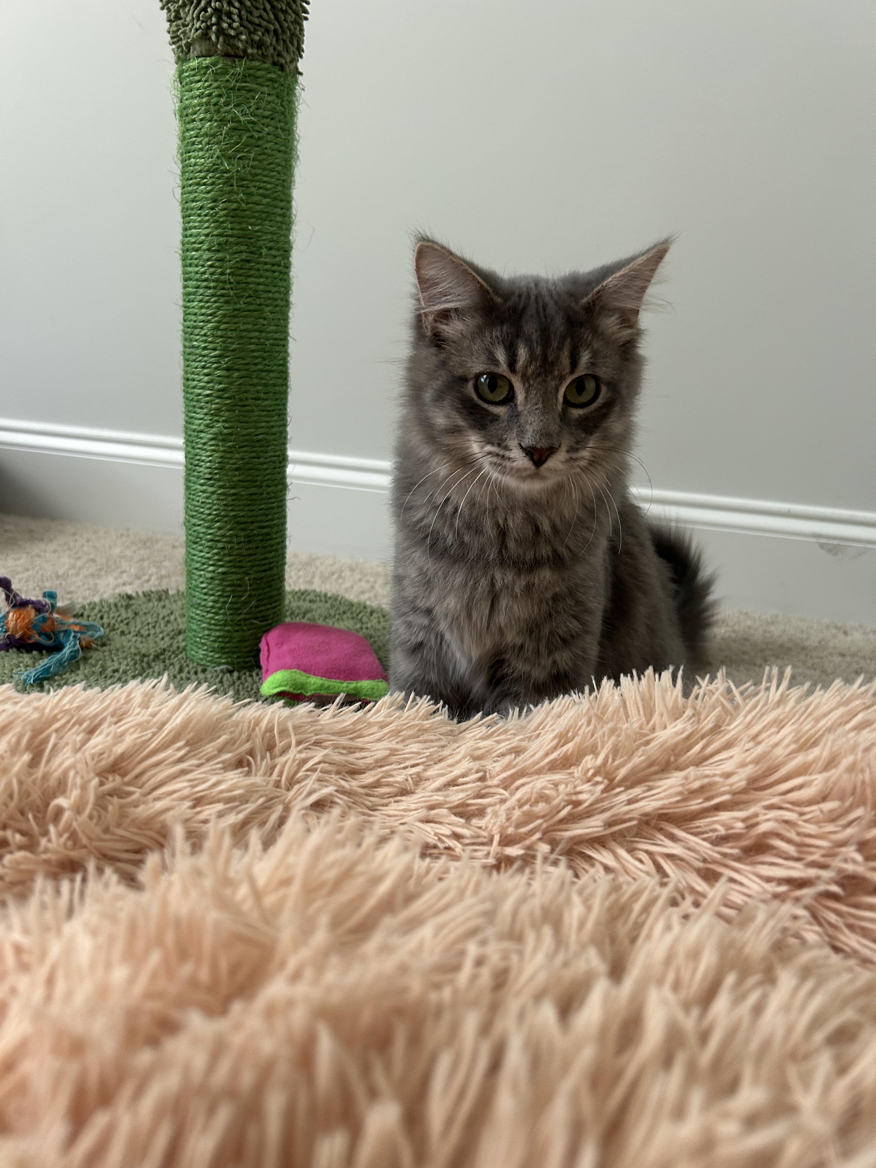 Enlarge Decker, a Adoptable mixed breed in Sanford, NC image 2/3