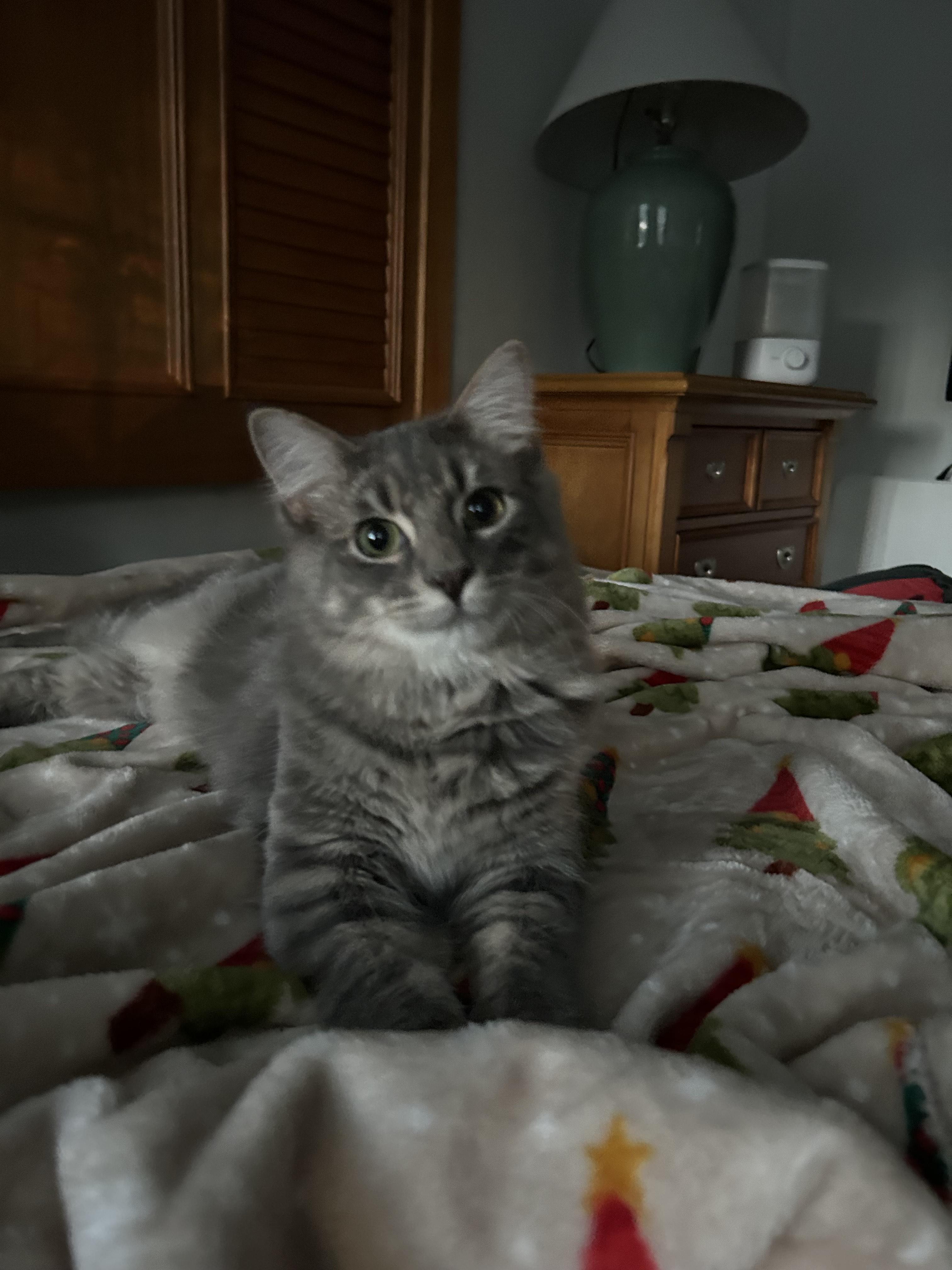 Enlarge Decker, a Adoptable mixed breed in Sanford, NC image 4/5