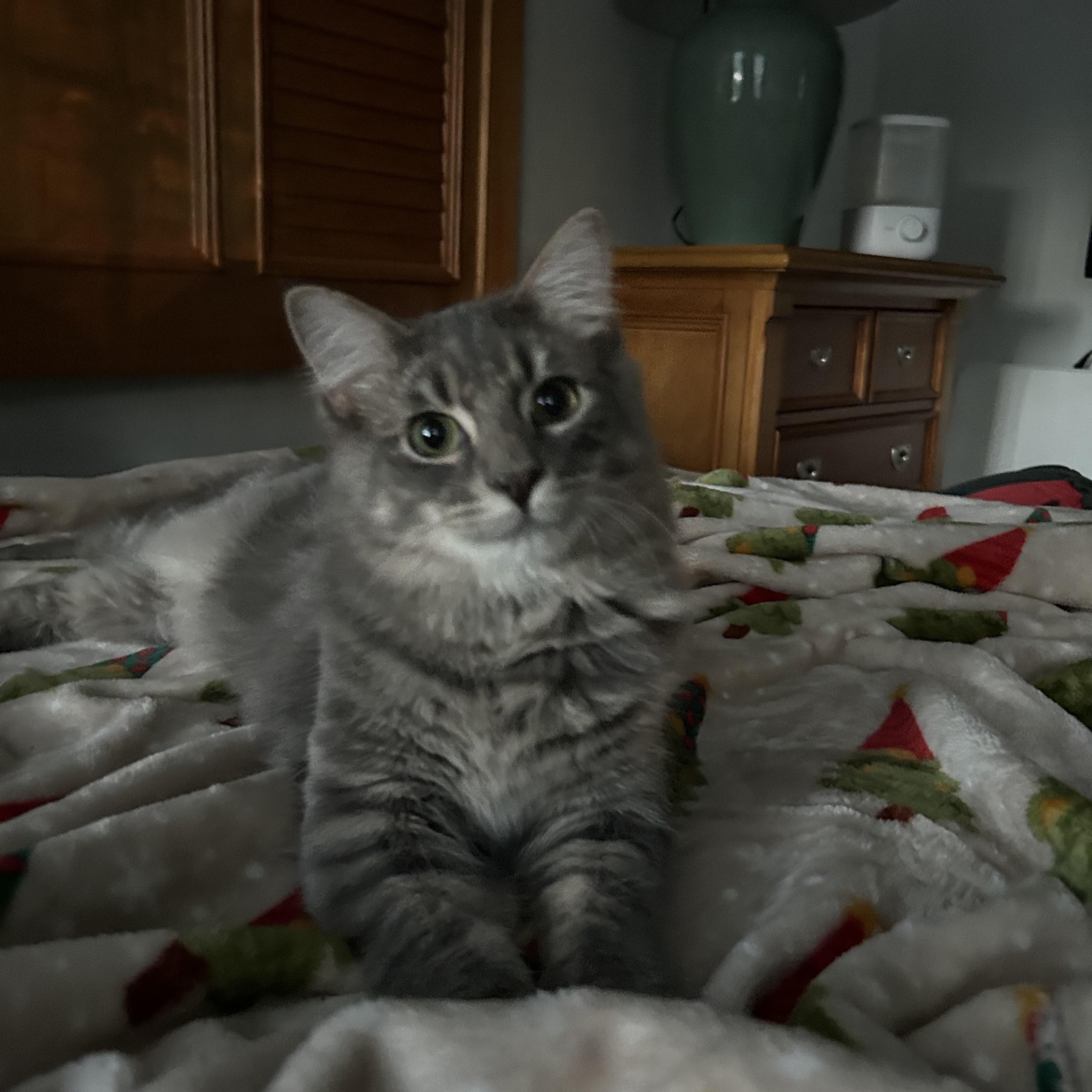 Enlarge Decker (bonded with Stanley), a Adoptable mixed breed in Sanford, NC image 4/5