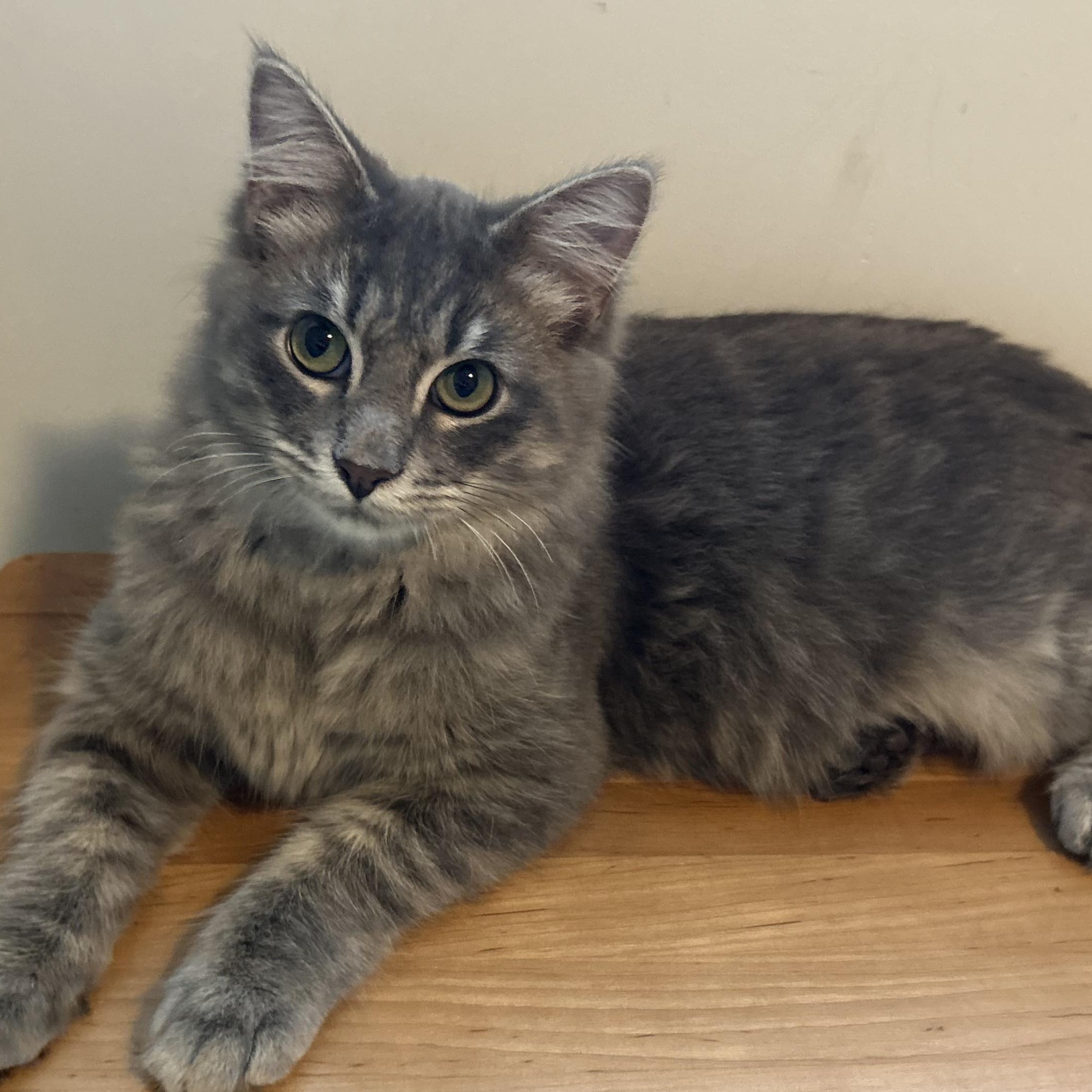 Decker (bonded with Stanley), Adoptable, Kitten Male Tabby & Domestic Medium Hair.