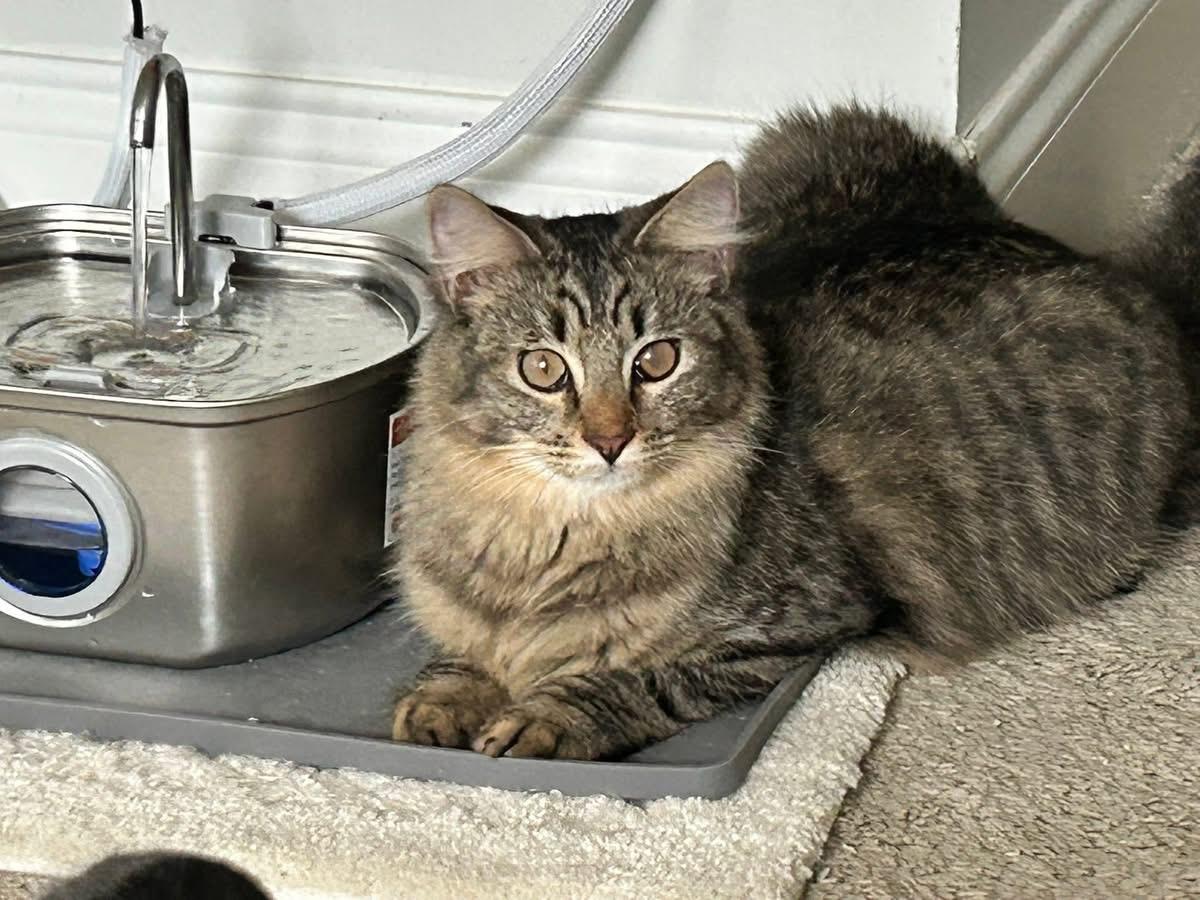 Decker, Adoptable, Kitten Male Tabby & Domestic Medium Hair.