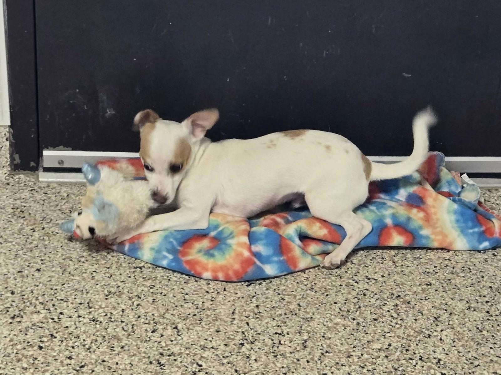 Sammy, Adopted, Puppy Male Parson Russell Terrier & Chihuahua.