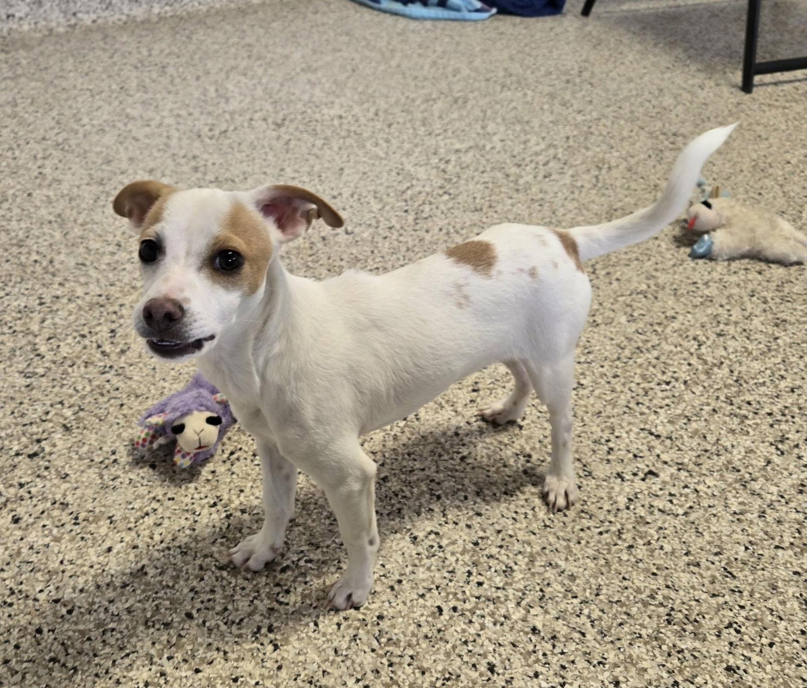 Enlarge Sammy, a Adopted mixed breed in Castle Rock, CO image 2/3