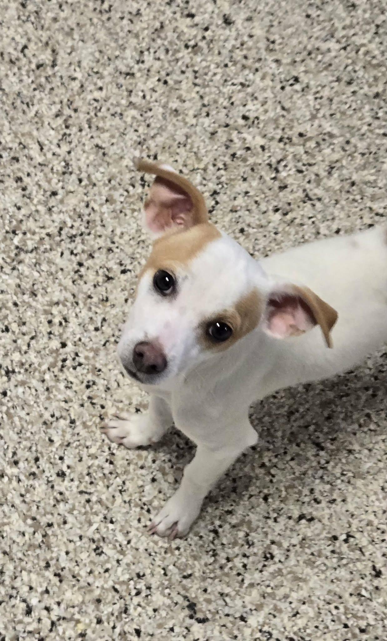 Enlarge Sammy, a Adopted mixed breed in Castle Rock, CO image 3/3