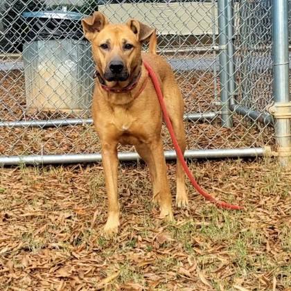 Enlarge Brock, a Adoptable mixed breed in Spartanburg, SC image 1/3