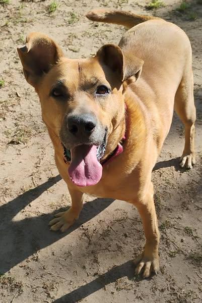 Enlarge Brock, a Adoptable mixed breed in Spartanburg, SC image 2/3