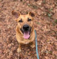 Enlarge Brock, a Adoptable mixed breed in Spartanburg, SC image 3/3