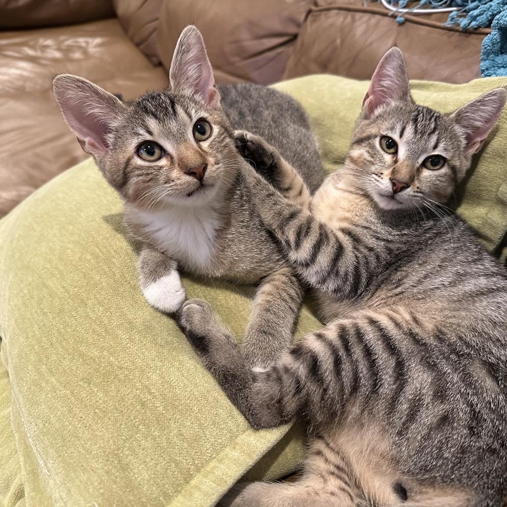 Enlarge Diego, a Adopted Domestic Short Hair in Houston, TX image 1/6