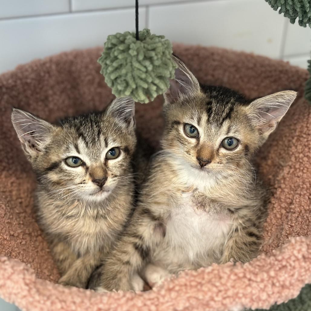 Enlarge Diego, a Adopted Domestic Short Hair in Houston, TX image 2/6