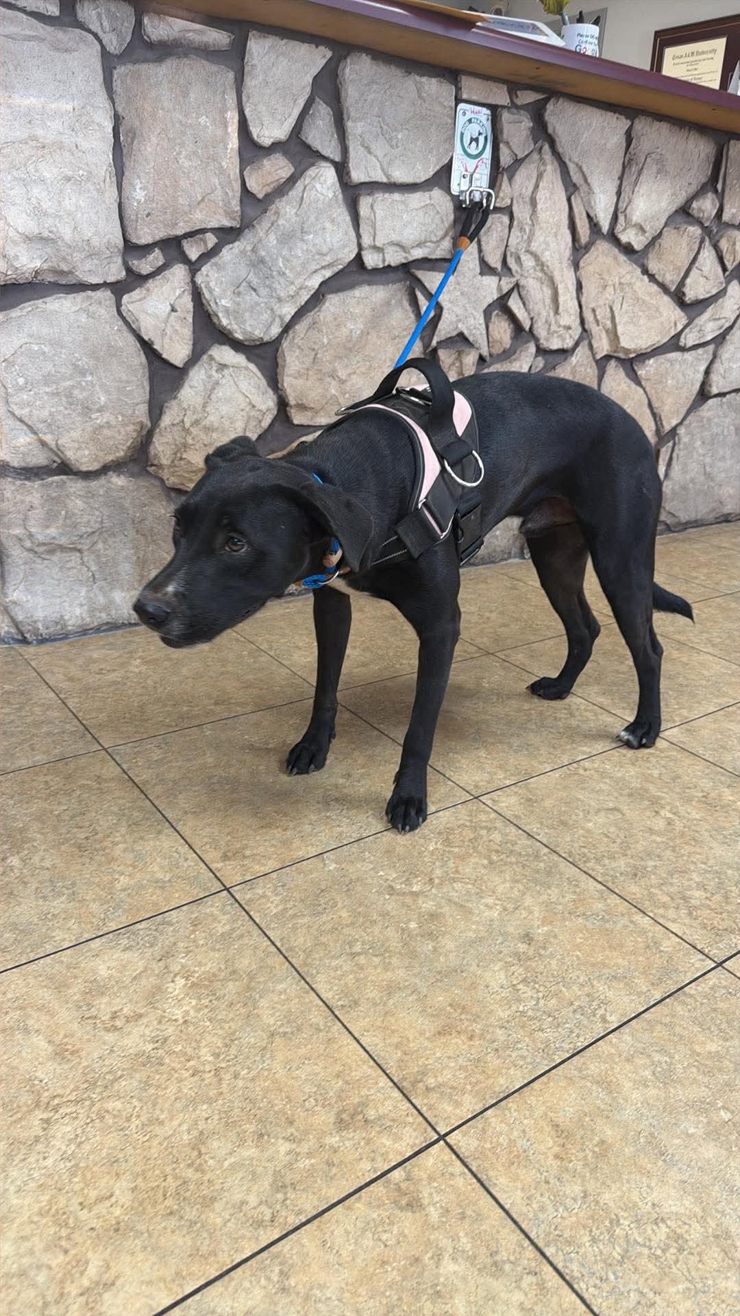 Houdini, Adopted, Adult Male Retriever & English Pointer.