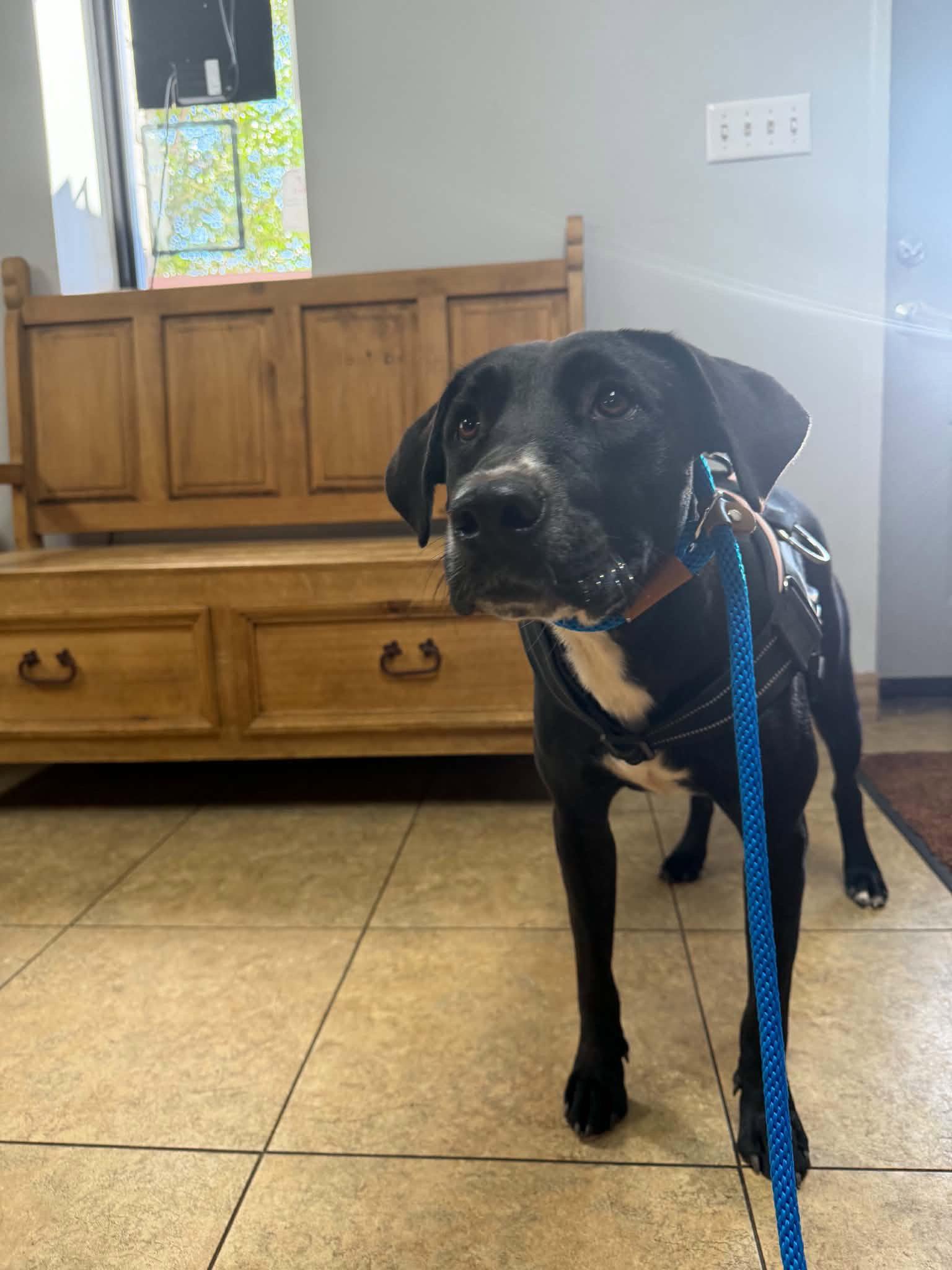 Enlarge Houdini, a Adopted mixed breed in Newport, NH image 2/2