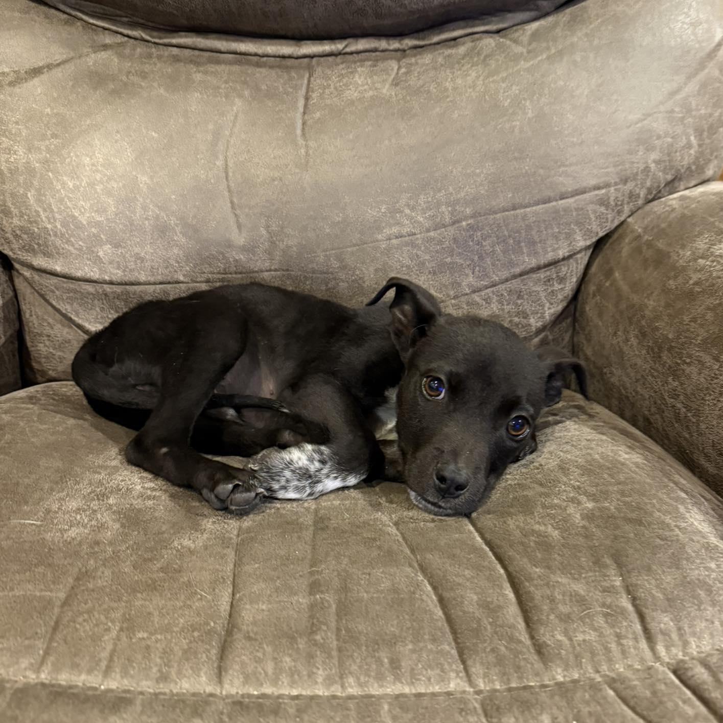 Mookie, a Adoptable mixed breed in Yukon, OK image 1/3