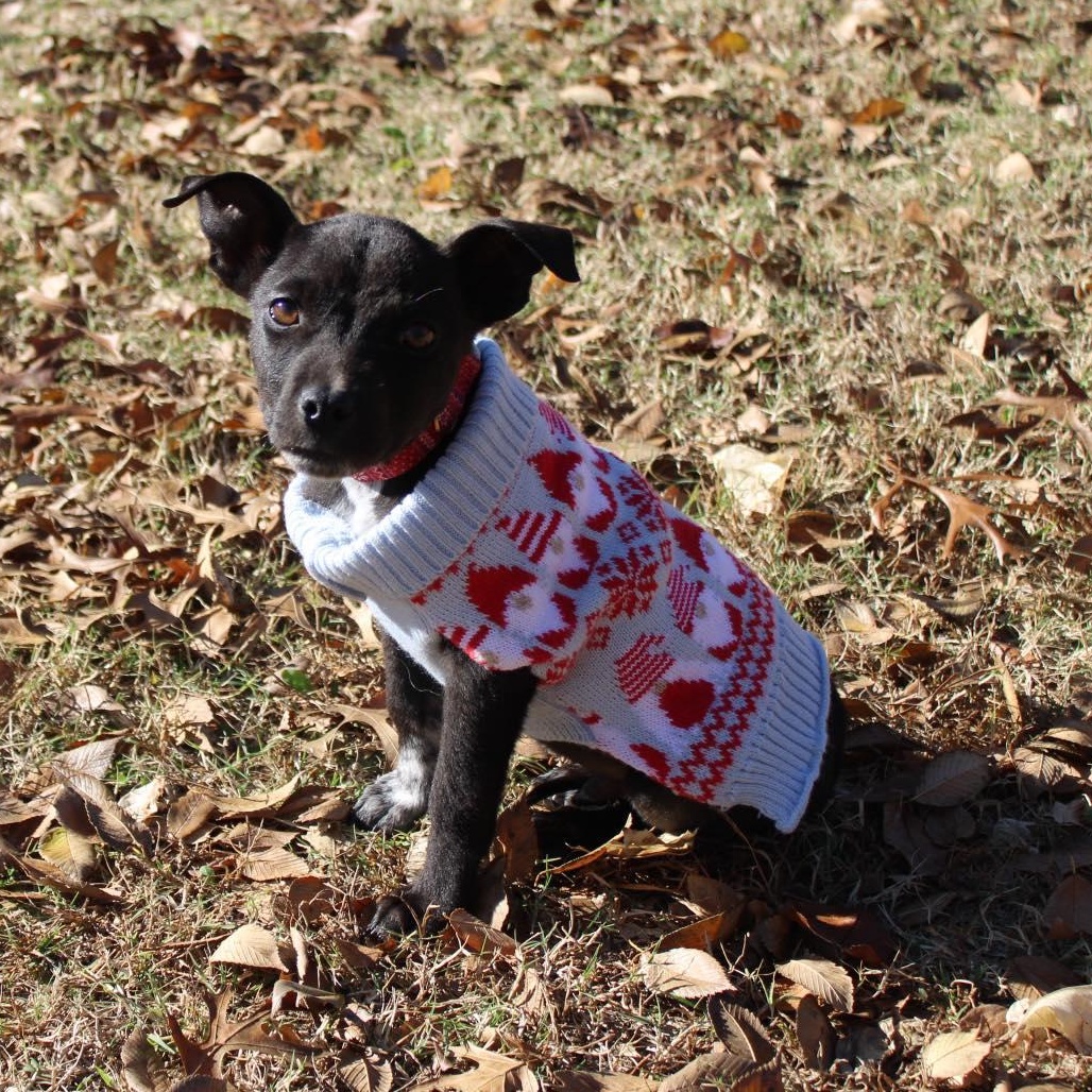 Mookie, a Adoptable mixed breed in Yukon, OK image 2/3