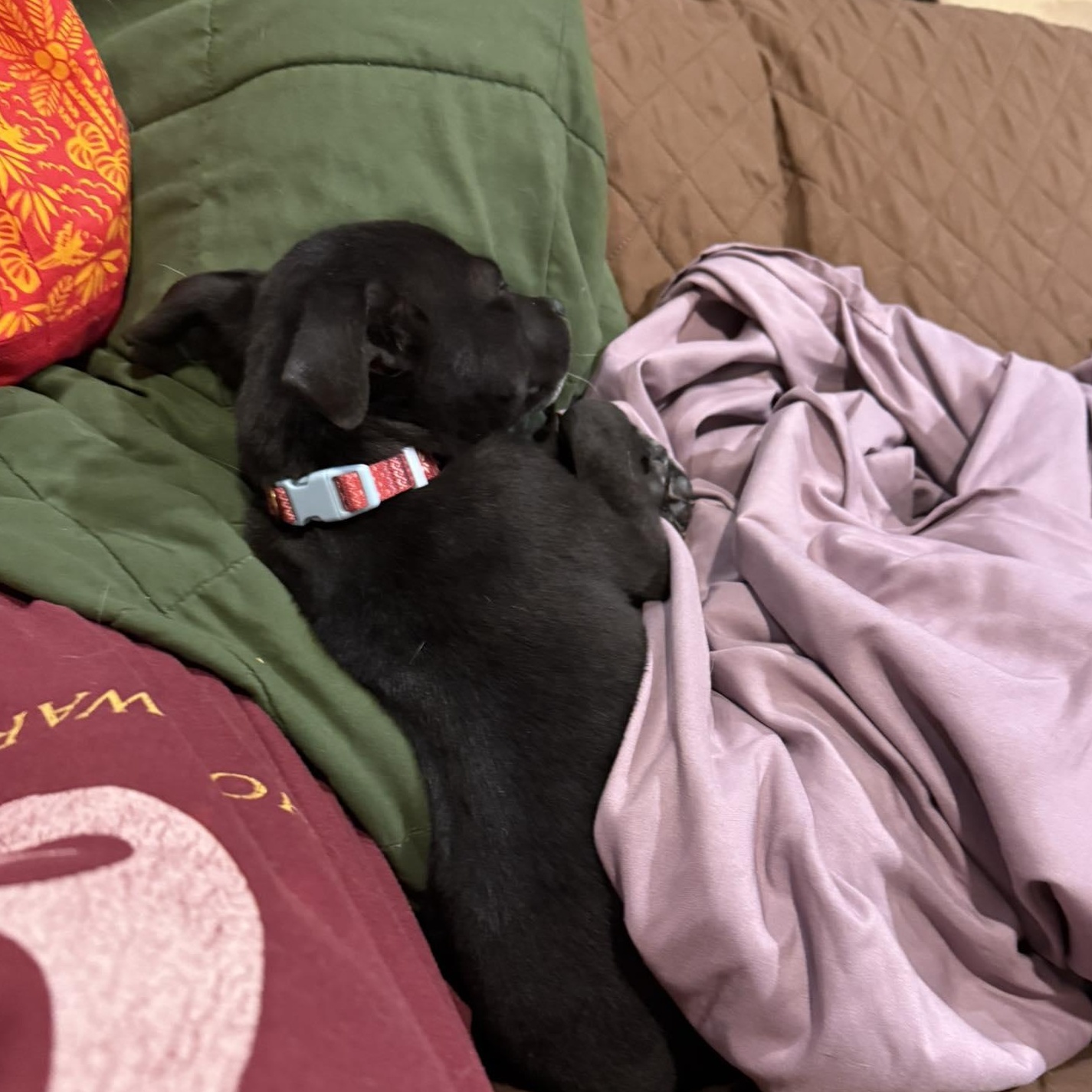 Mookie, a Adoptable mixed breed in Yukon, OK image 3/3