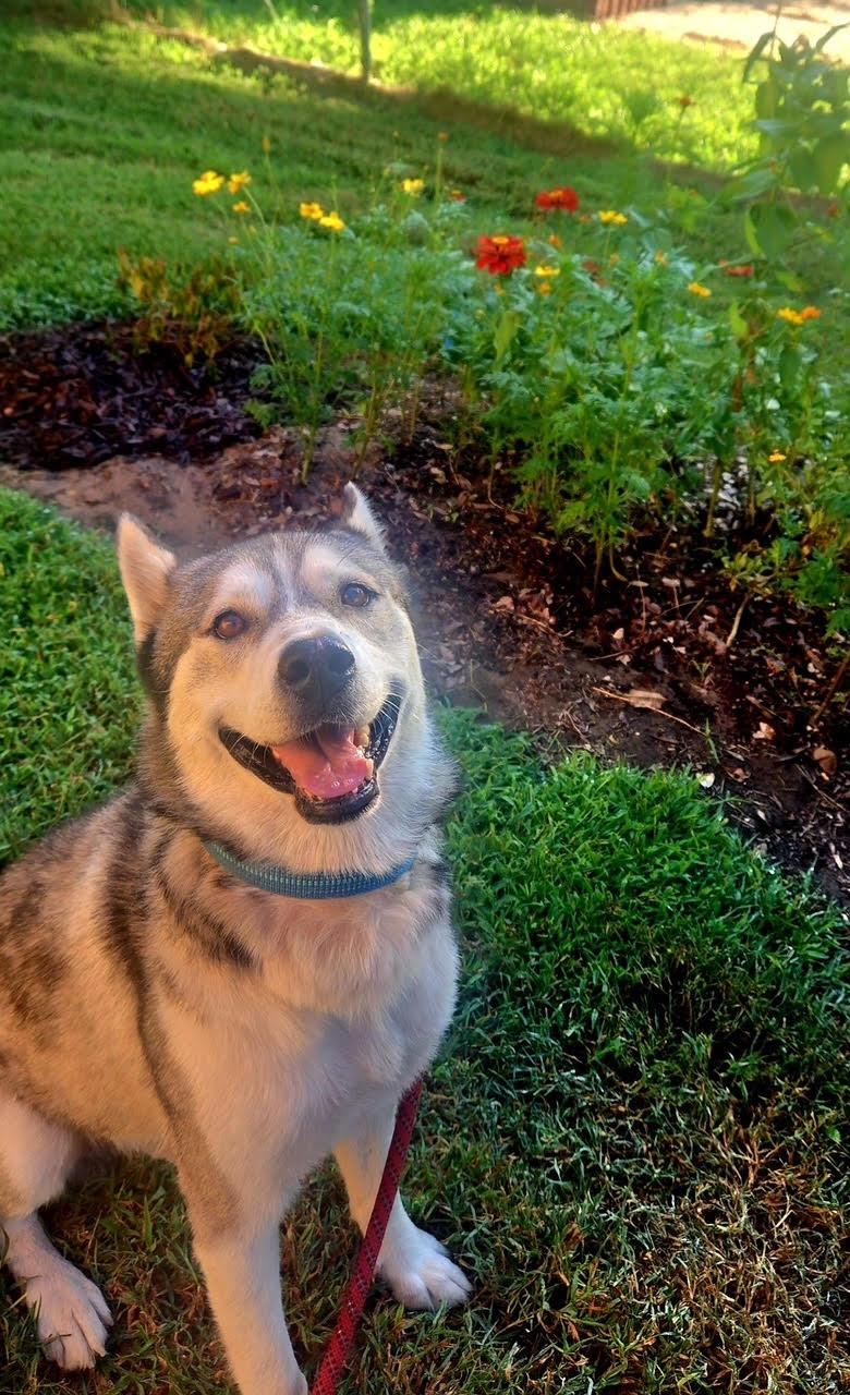 Enlarge Kota, a Adoptable mixed breed in Rochester, NY image 2/3