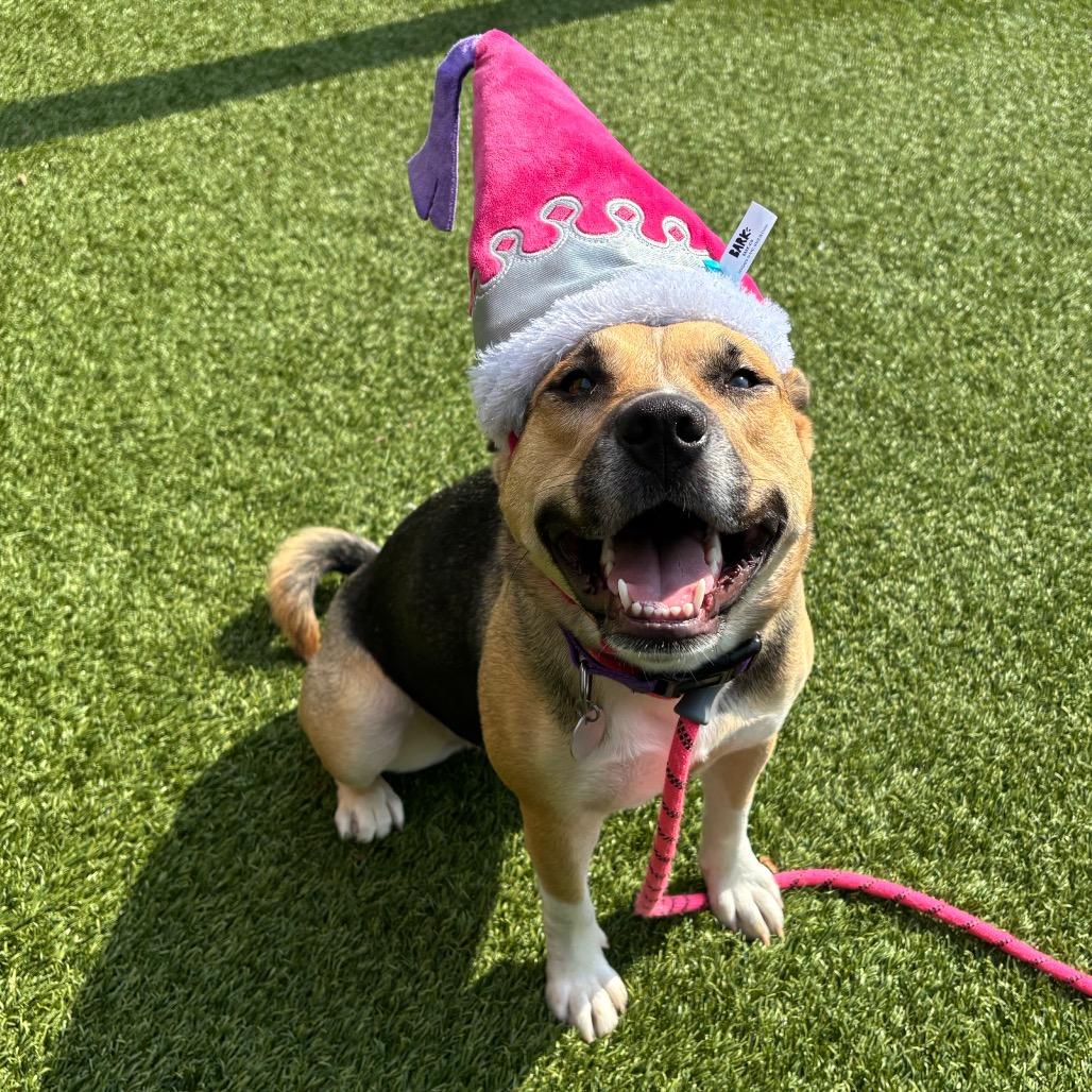 Gwen, Adoptable, Adult Female Mixed Breed.