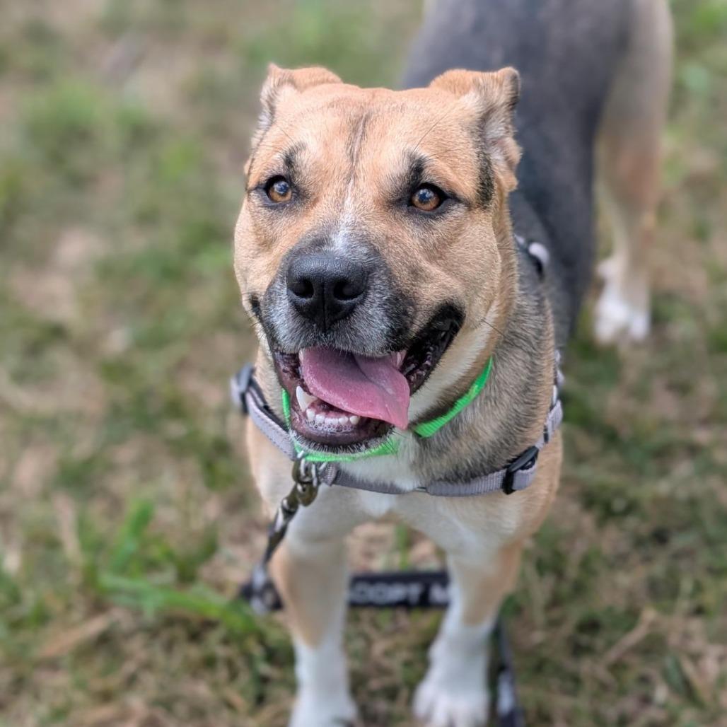 Enlarge Gwen, a Adoptable Mixed Breed in Washington Township, OH image 2/5