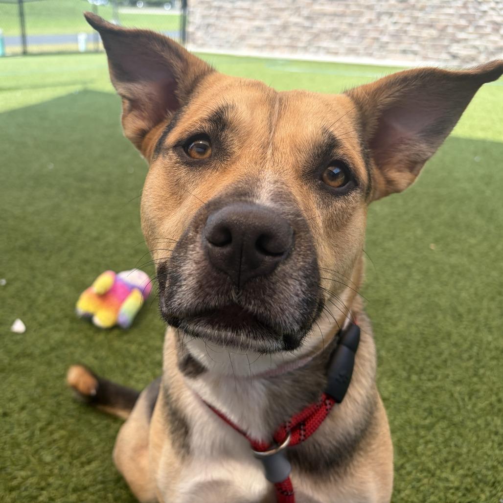 Enlarge Gwen, a Adoptable Mixed Breed in Washington Township, OH image 3/5
