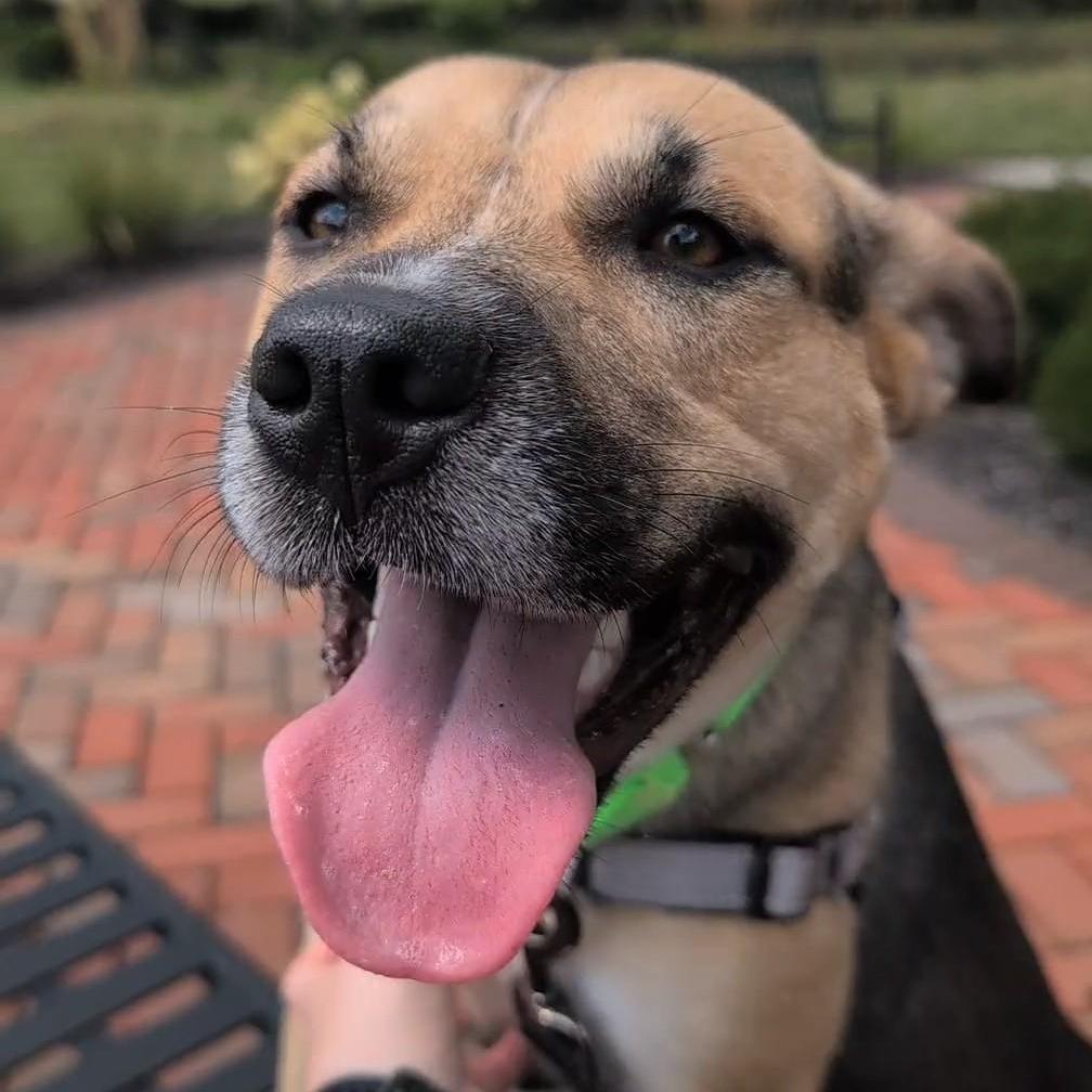 Enlarge Gwen, a Adoptable Mixed Breed in Washington Township, OH image 4/5