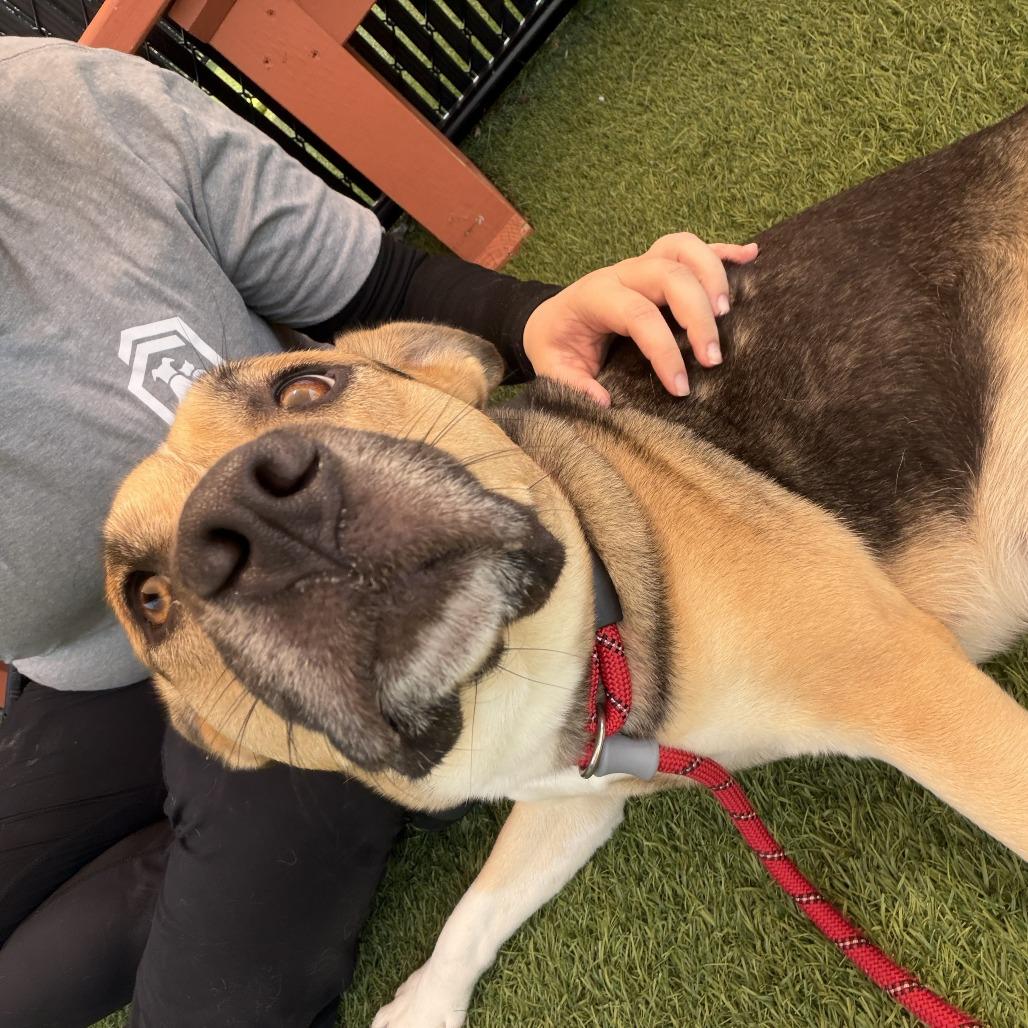 Enlarge Gwen, a Adoptable Mixed Breed in Washington Township, OH image 5/5