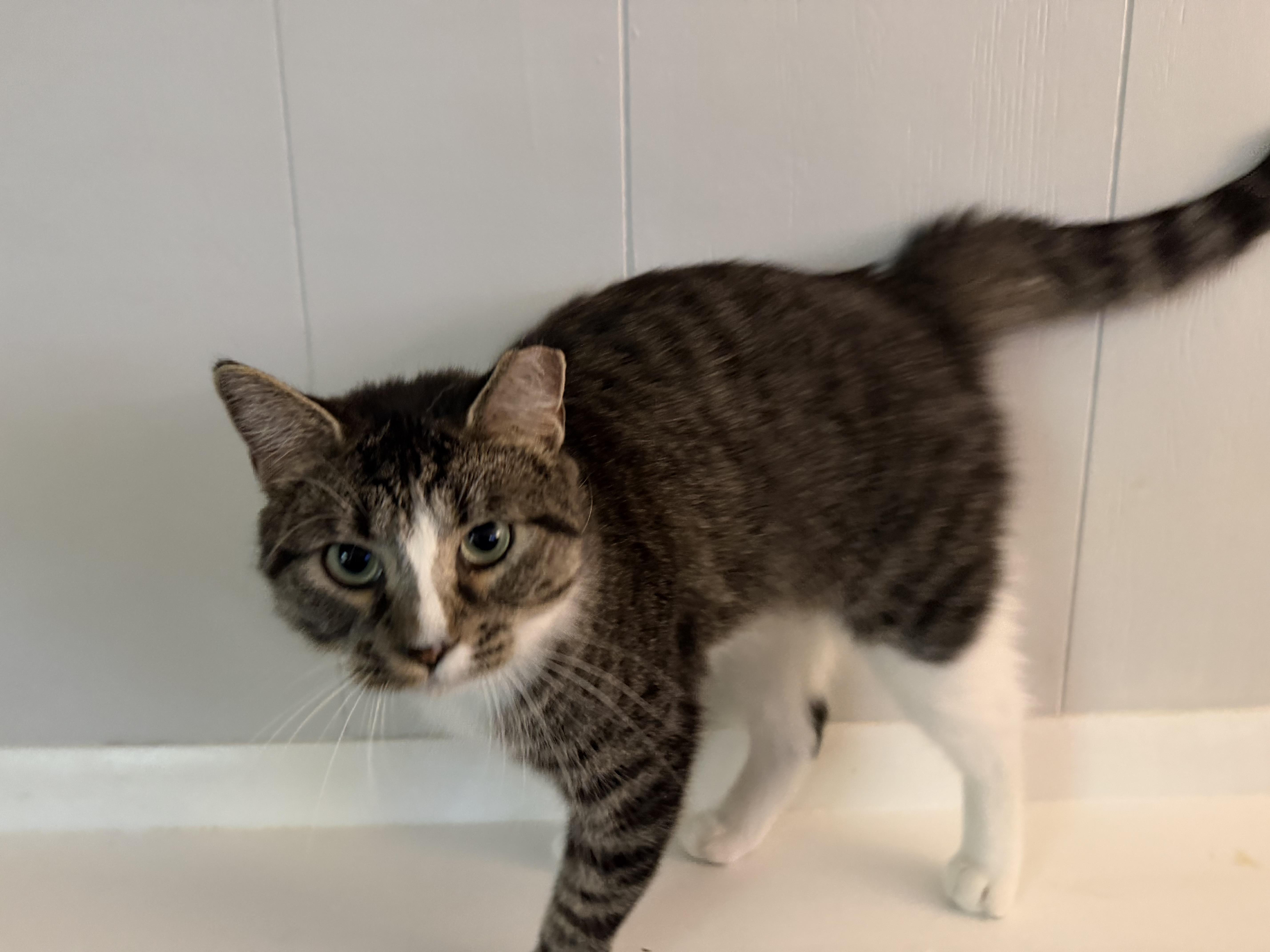 Enlarge Betty, a Adoptable Domestic Short Hair in Leesburg, VA image 2/3