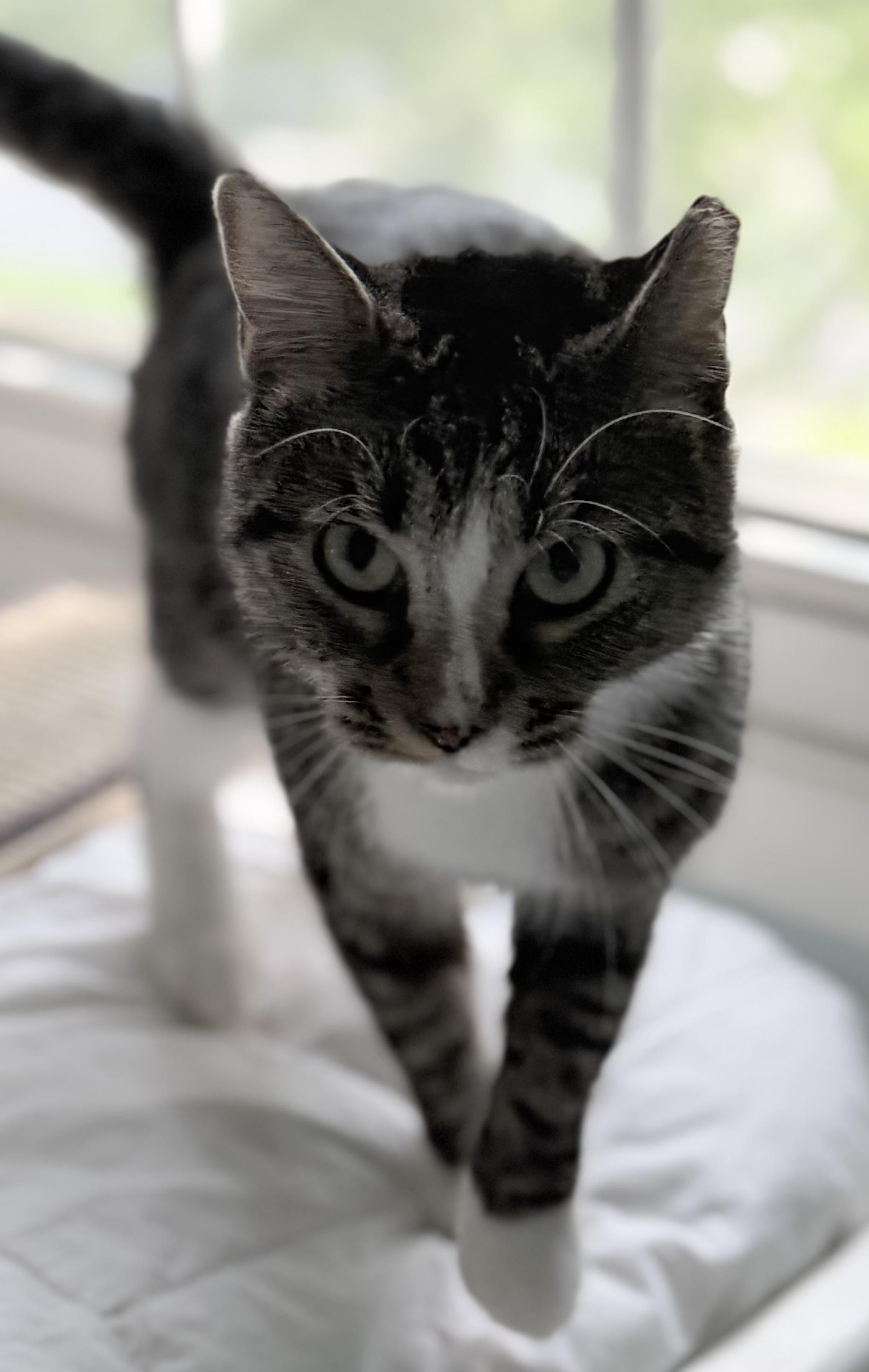 Enlarge Betty, a Adoptable Domestic Short Hair in Leesburg, VA image 3/3
