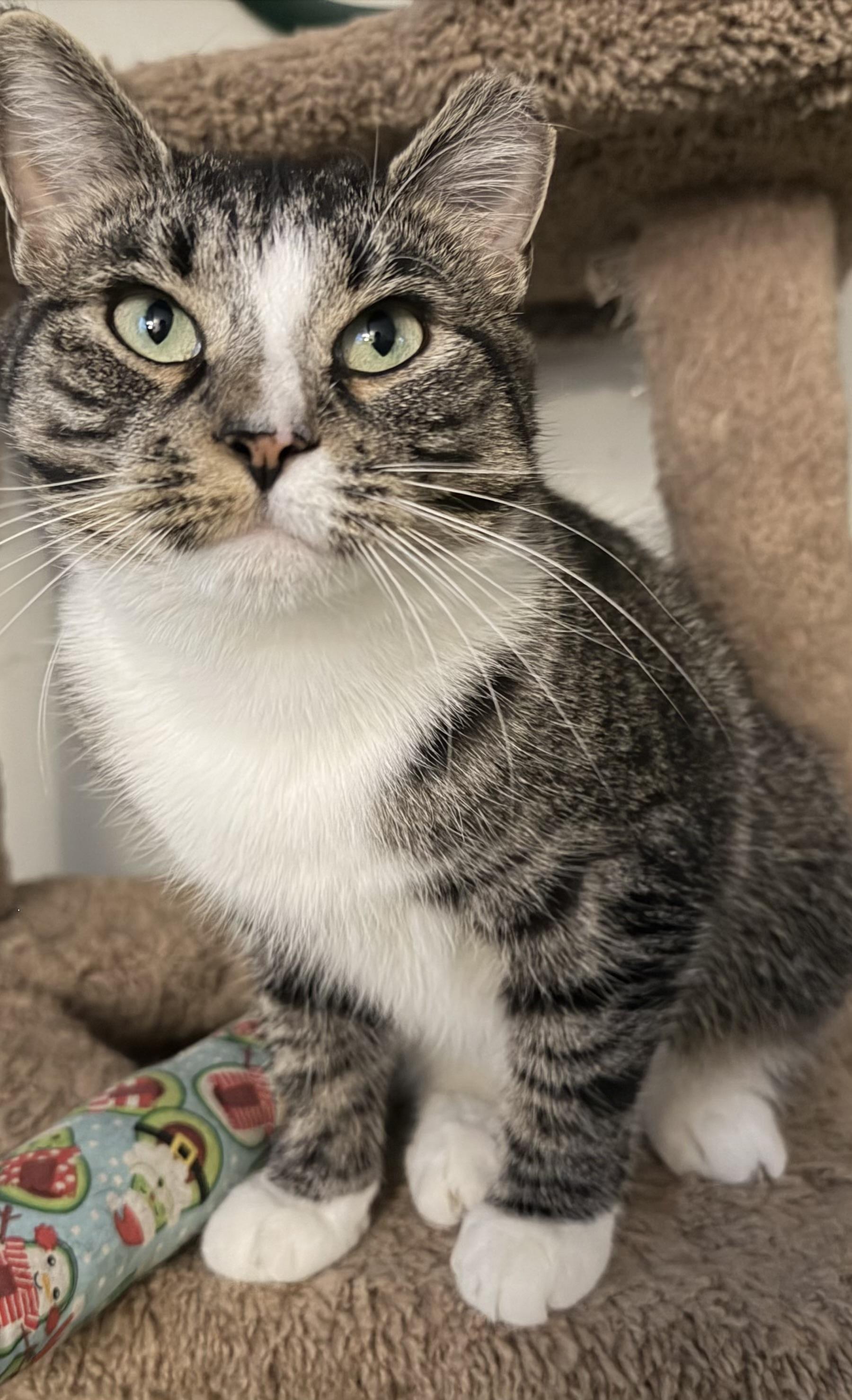 Betty, Adoptable, Young Female Domestic Short Hair.