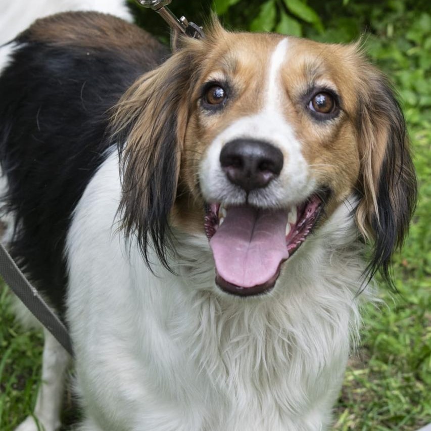 Maggie, an adopted mixed breed in Hawley, PA image 1/6