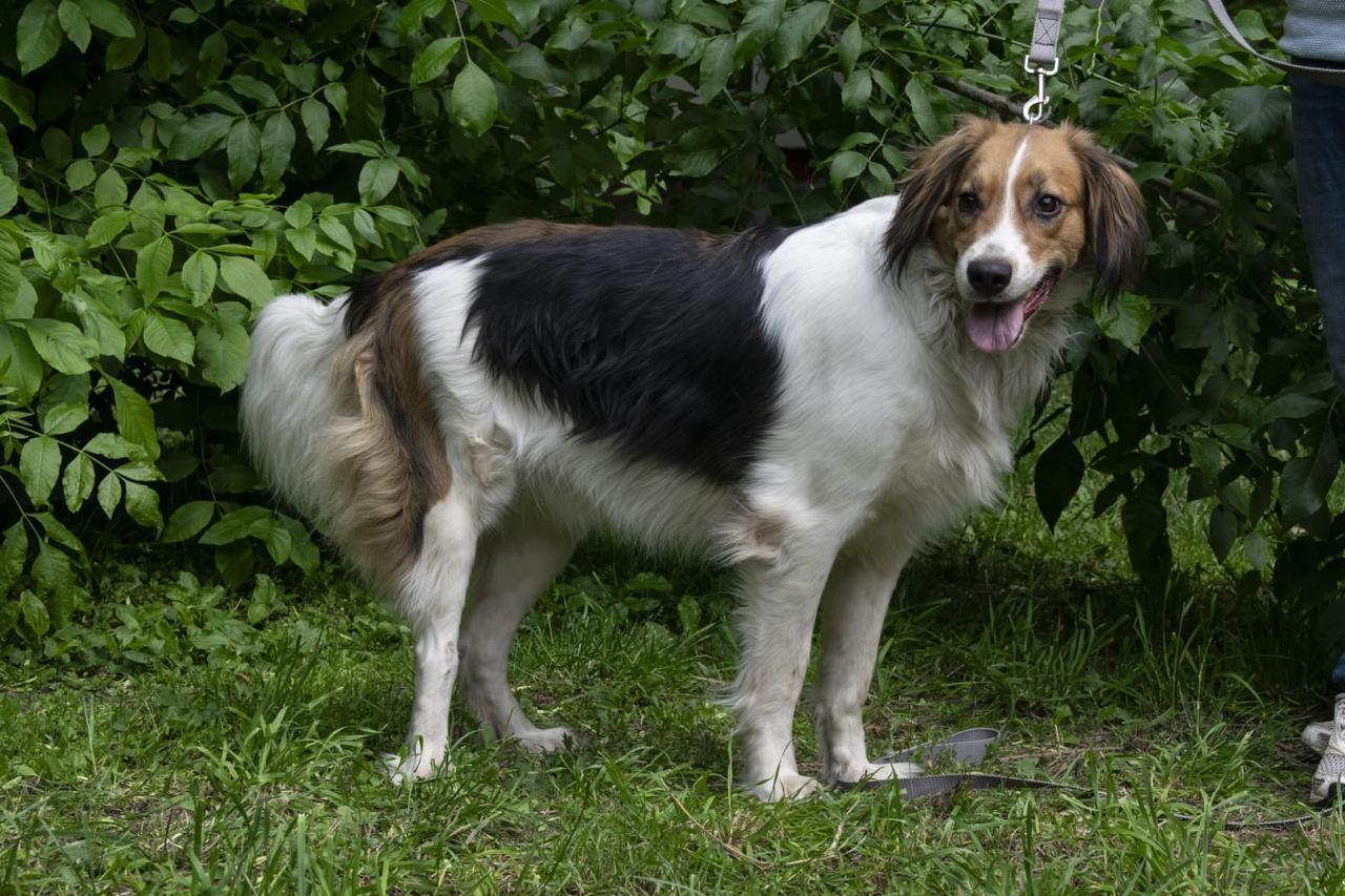 Maggie, an adopted mixed breed in Hawley, PA image 3/6