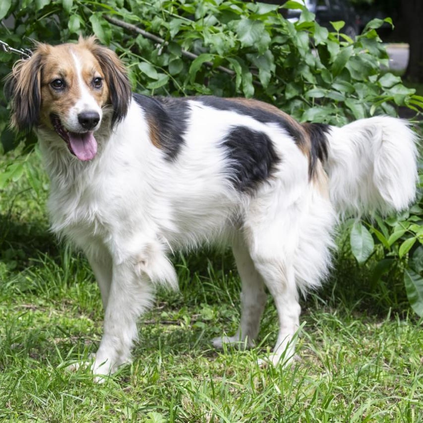 Maggie, an adopted mixed breed in Hawley, PA image 2/6